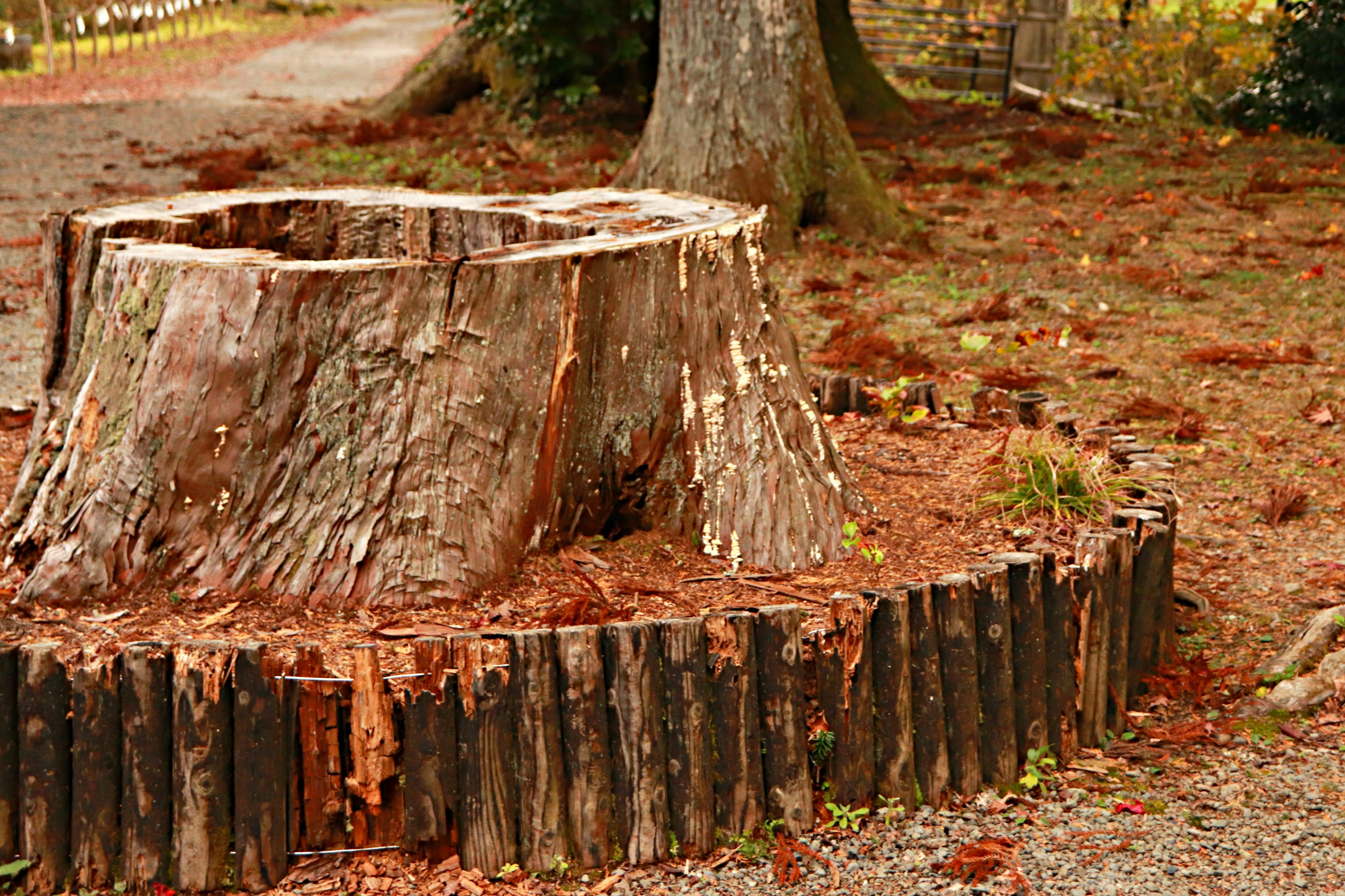 Grand souche d'arbre entourée de feuilles tombées