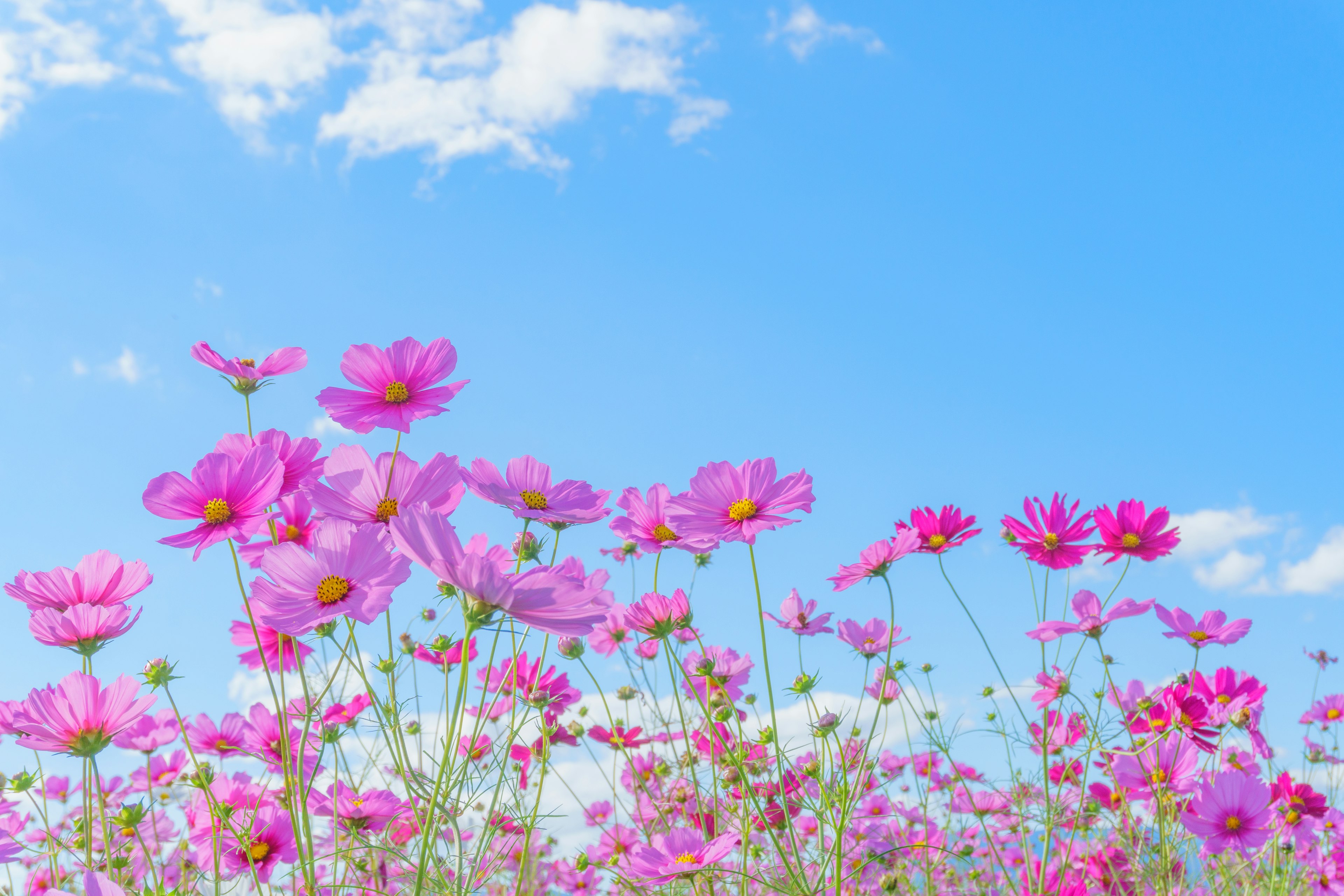 Campo de flores de cosmos bajo un cielo azul