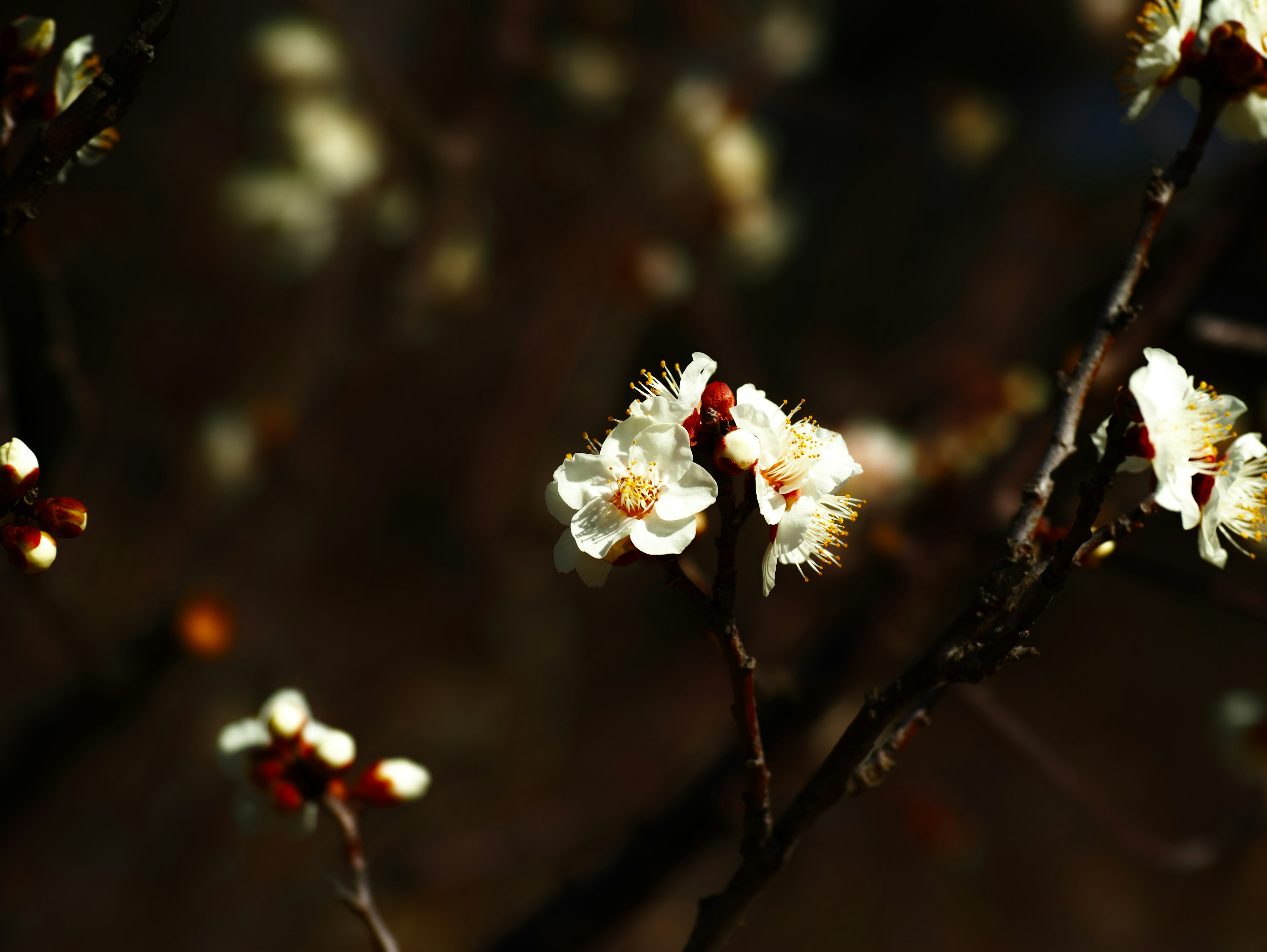 Delicadas flores blancas sobre ramas oscuras con fondo difuminado