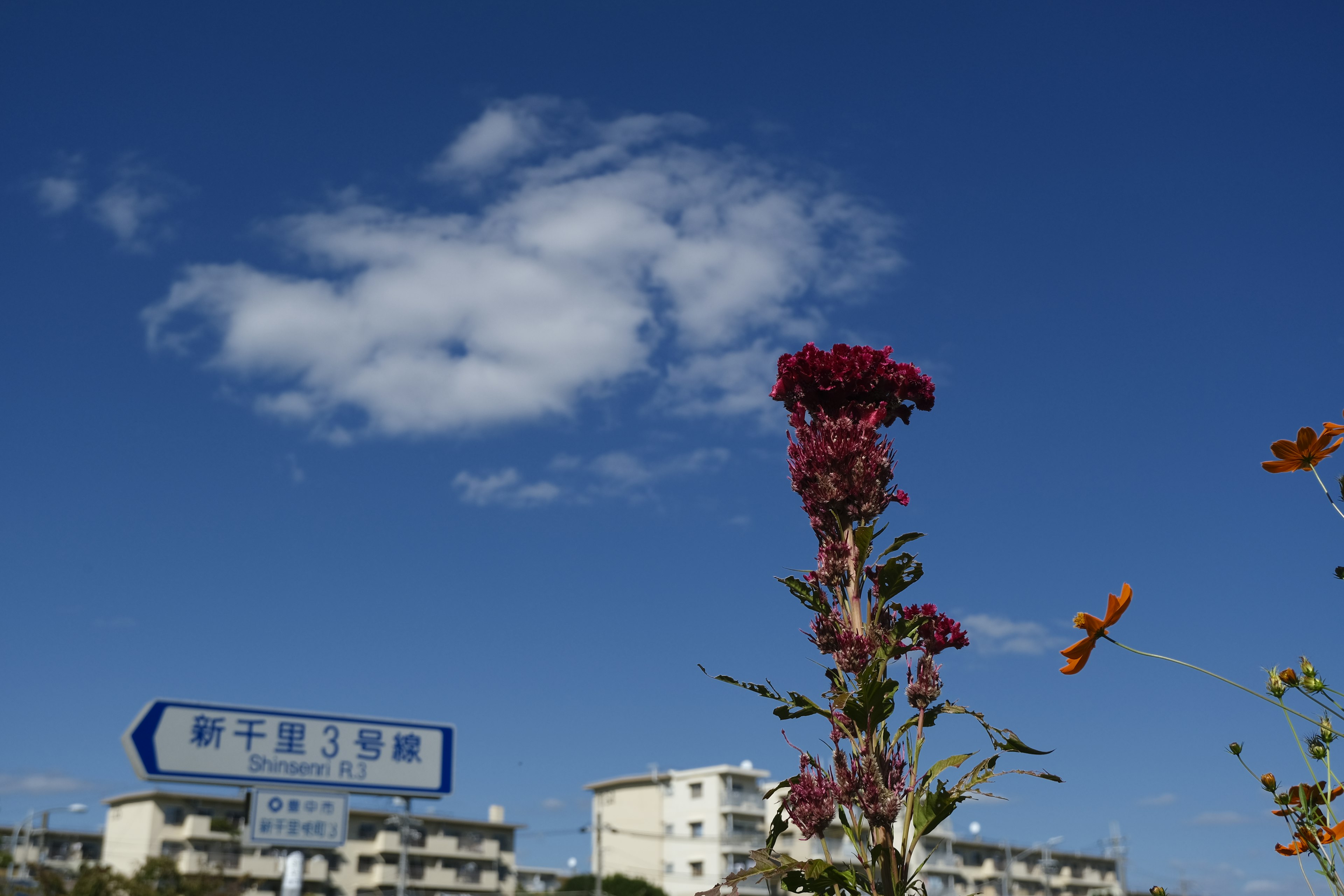 Flores rojas contra un cielo azul con nubes y edificios al fondo