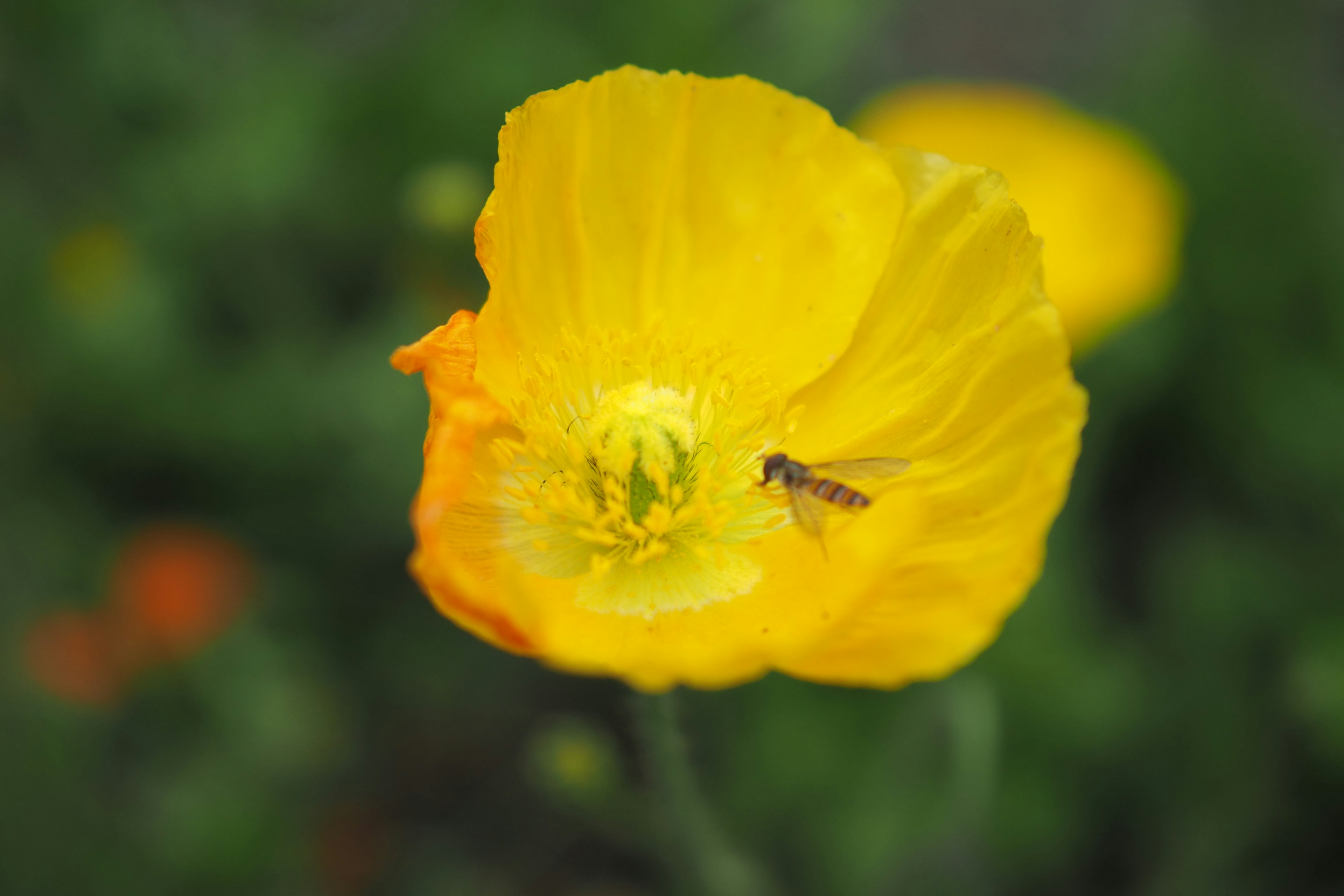 Fleur jaune éclatante avec un arrière-plan vert