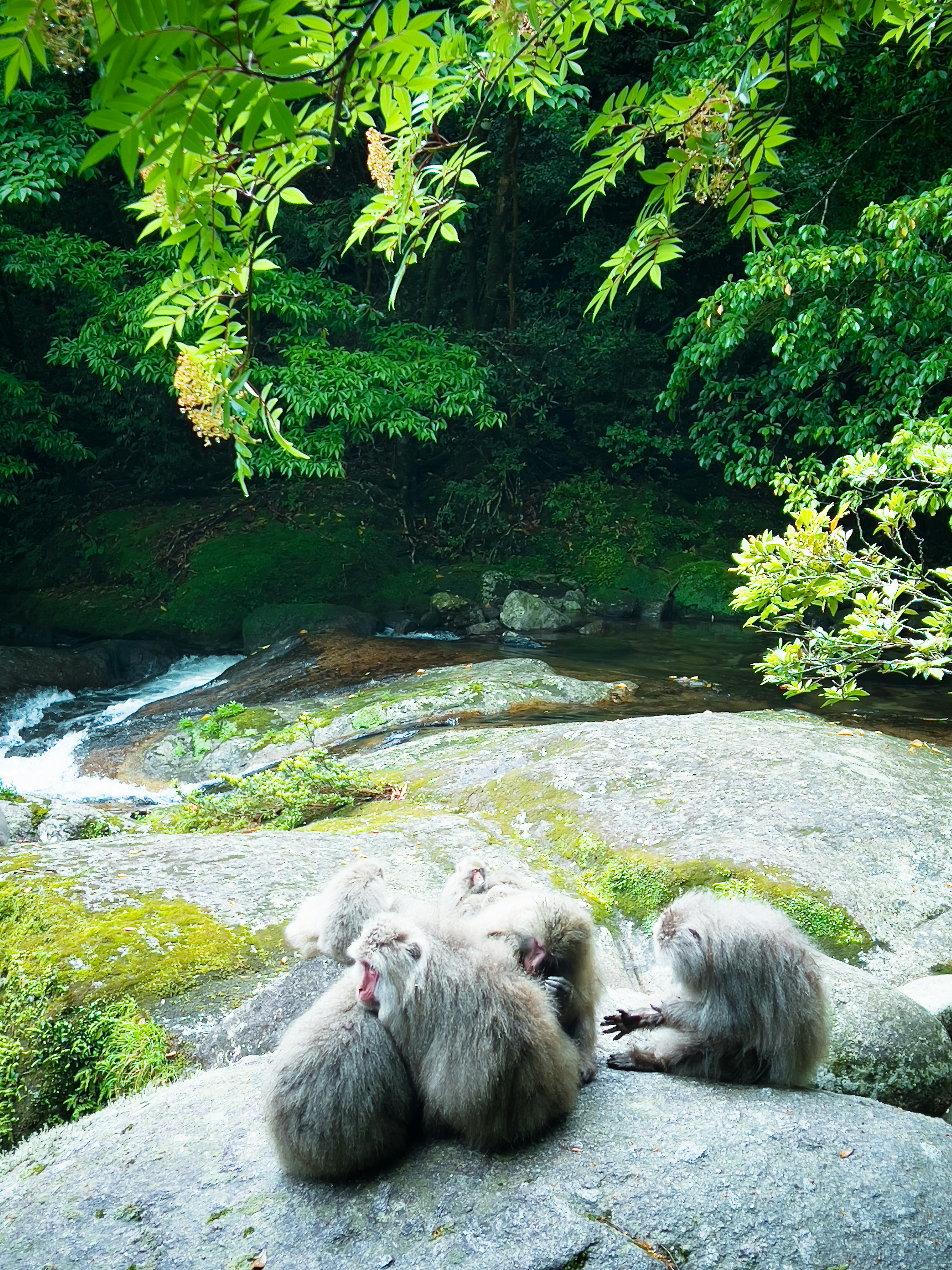 A group of monkeys sitting on rocks in a lush green setting