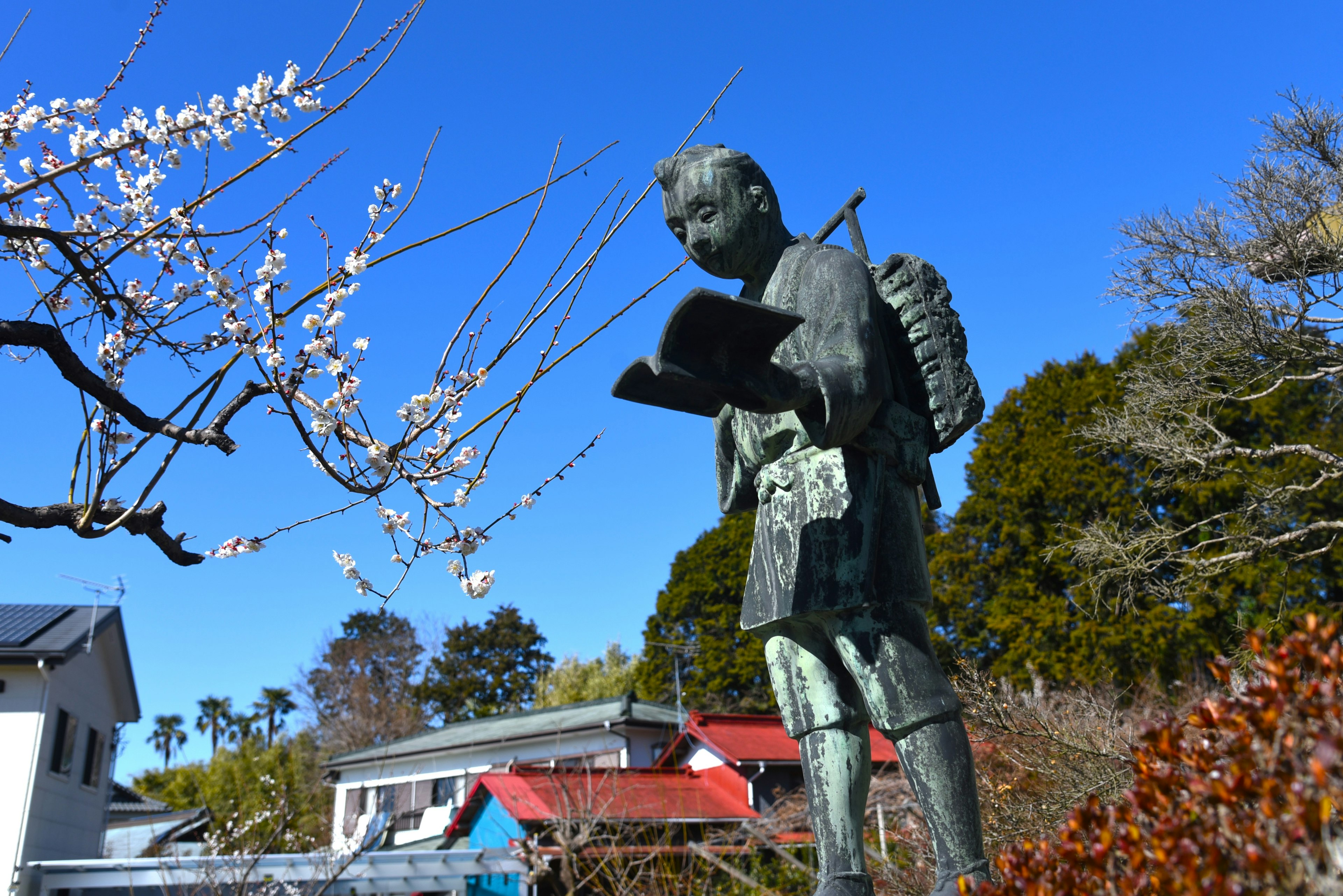 Bronze statue of a boy holding a book under a blue sky with cherry blossoms