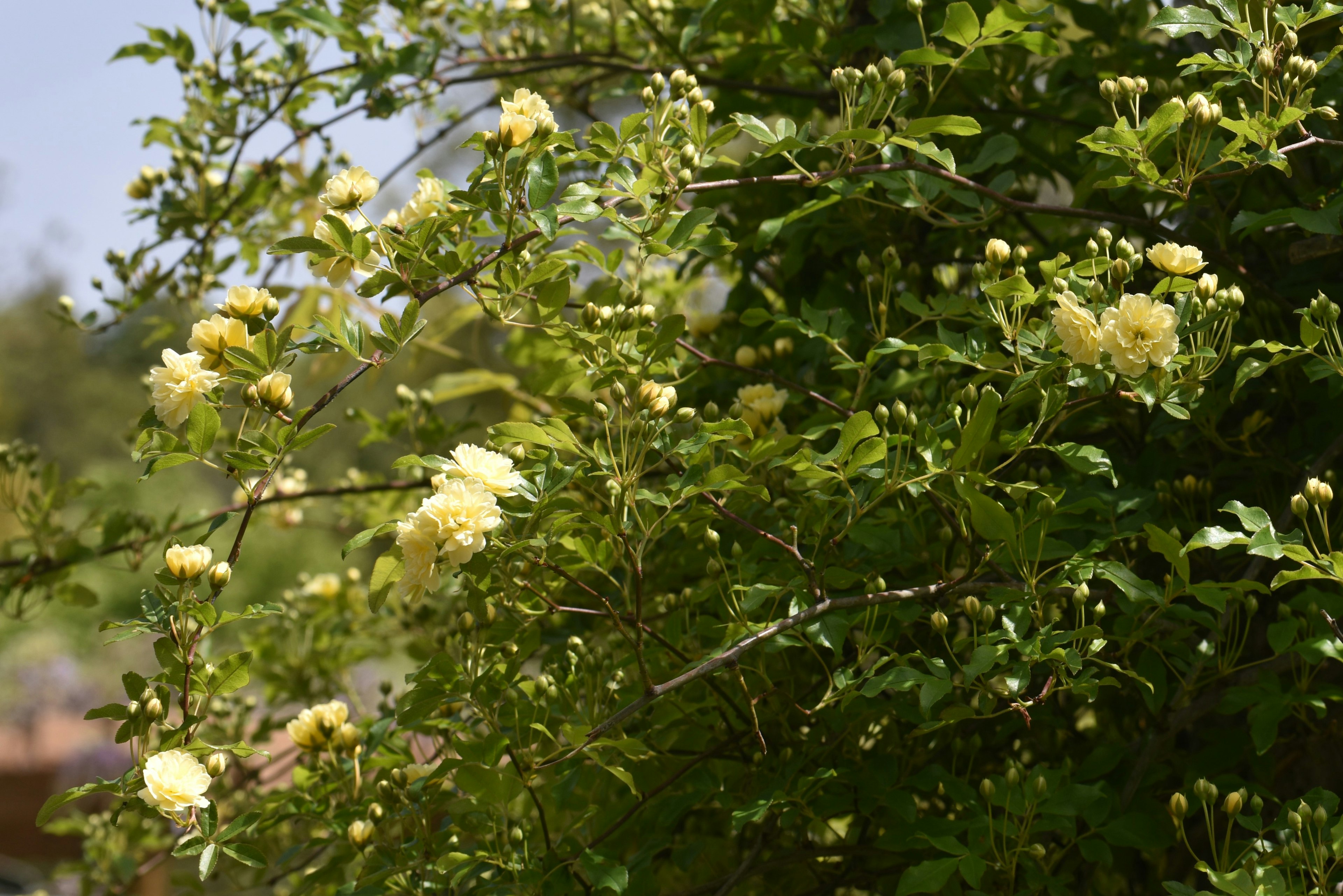 近距离拍摄绿色植物及黄色花朵