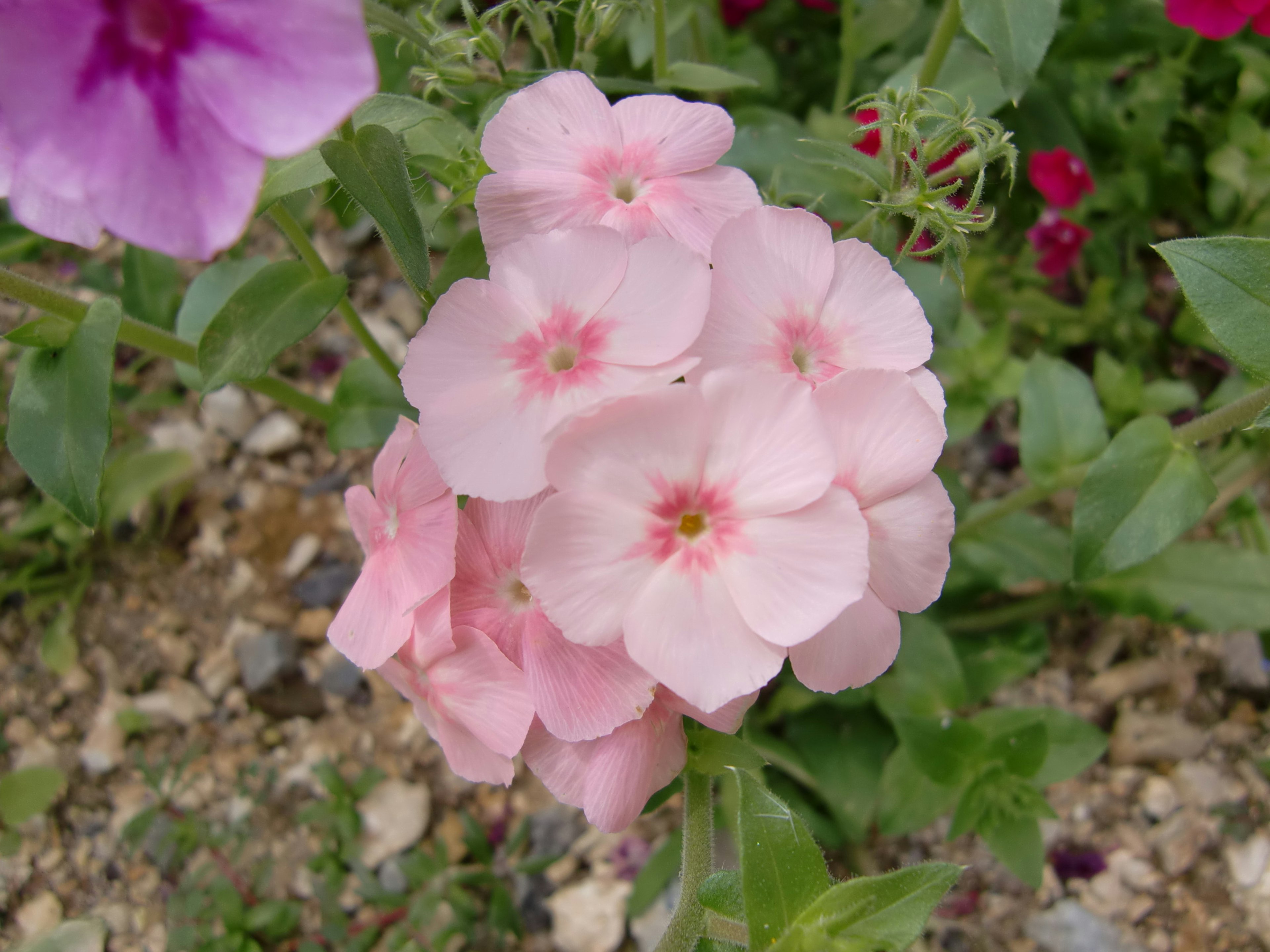 Un gruppo di fiori rosa pallido con un aspetto morbido