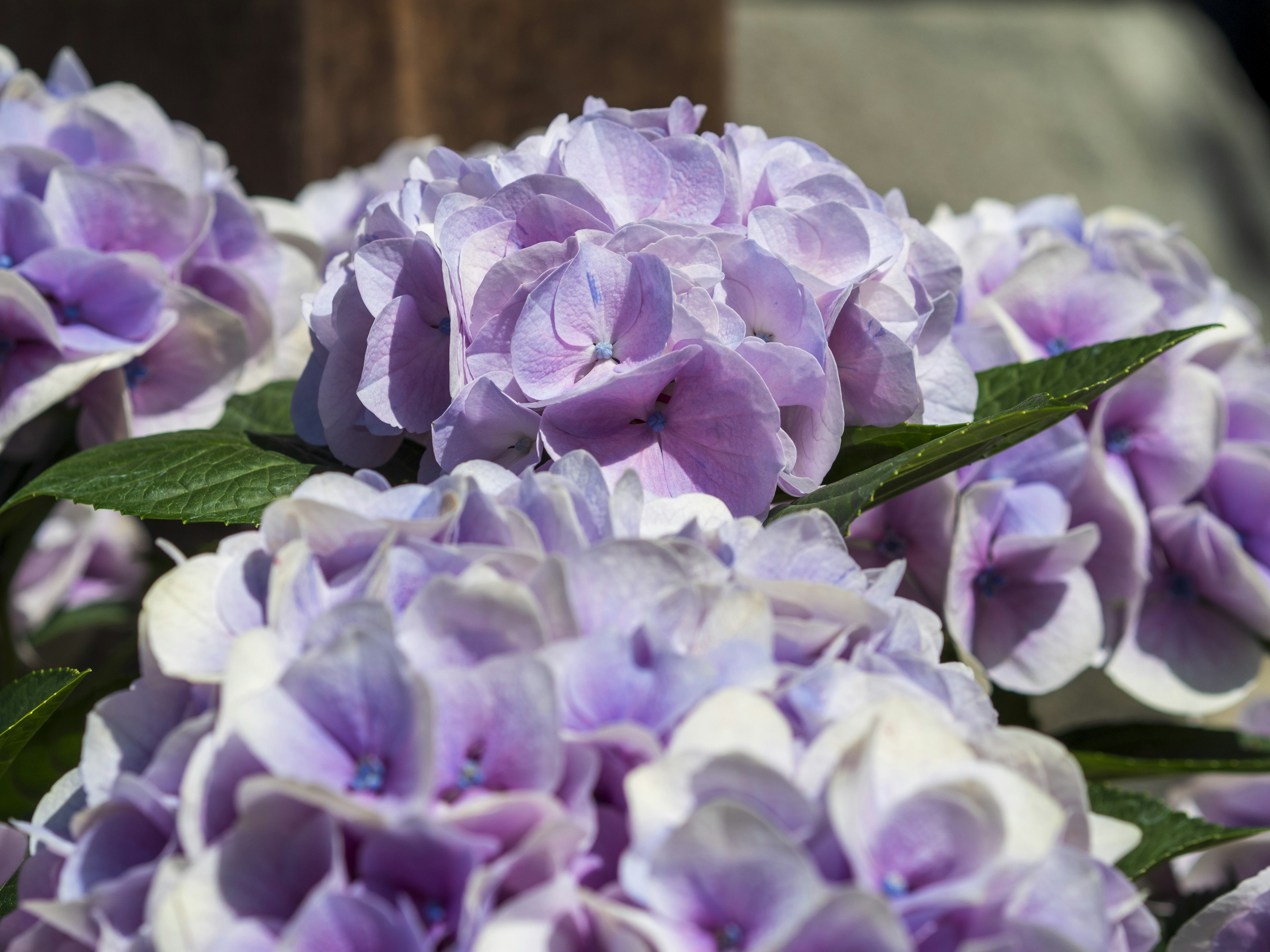 Acercamiento de flores moradas en flor