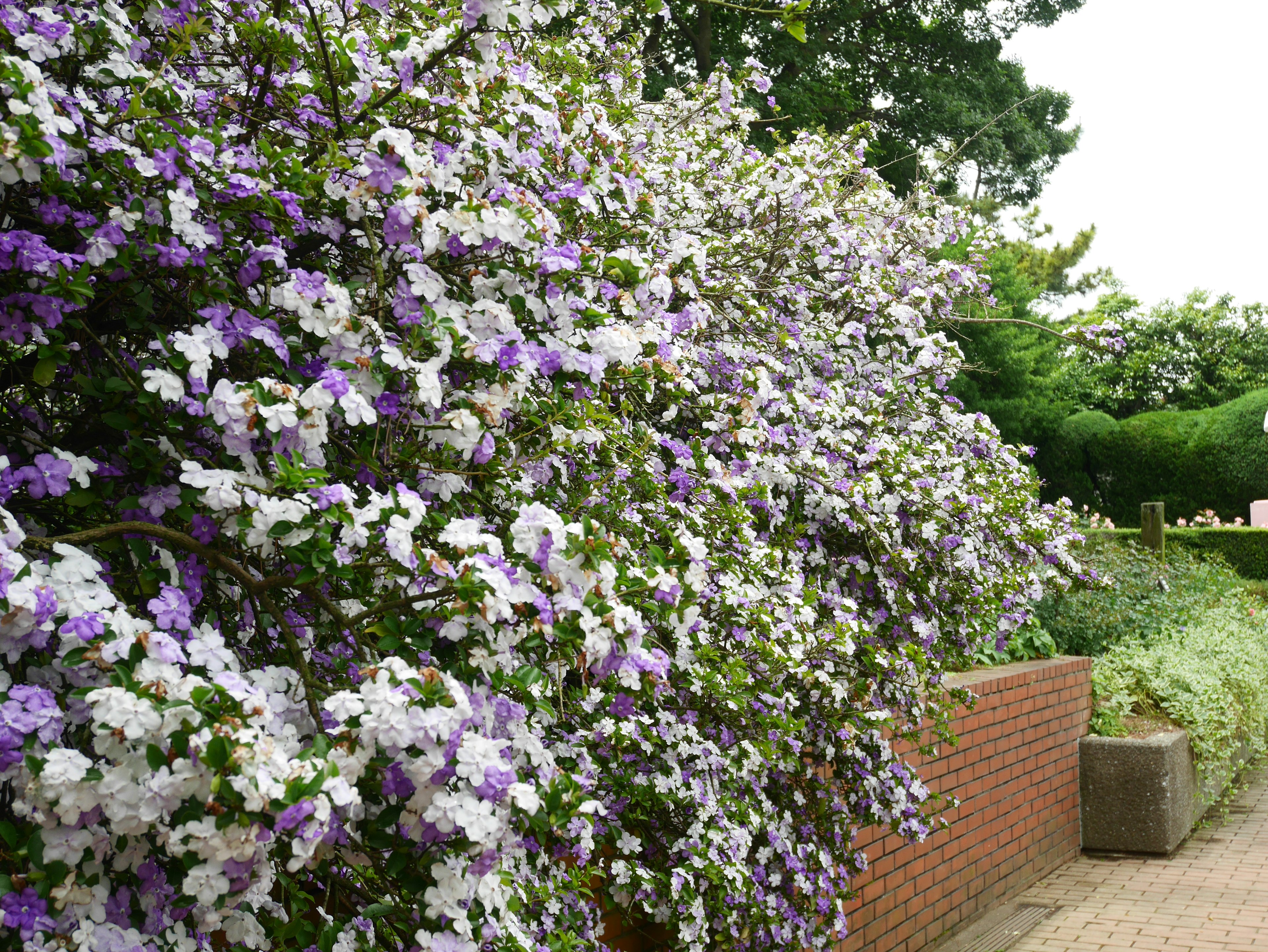 Un seto exuberante adornado con flores moradas y blancas