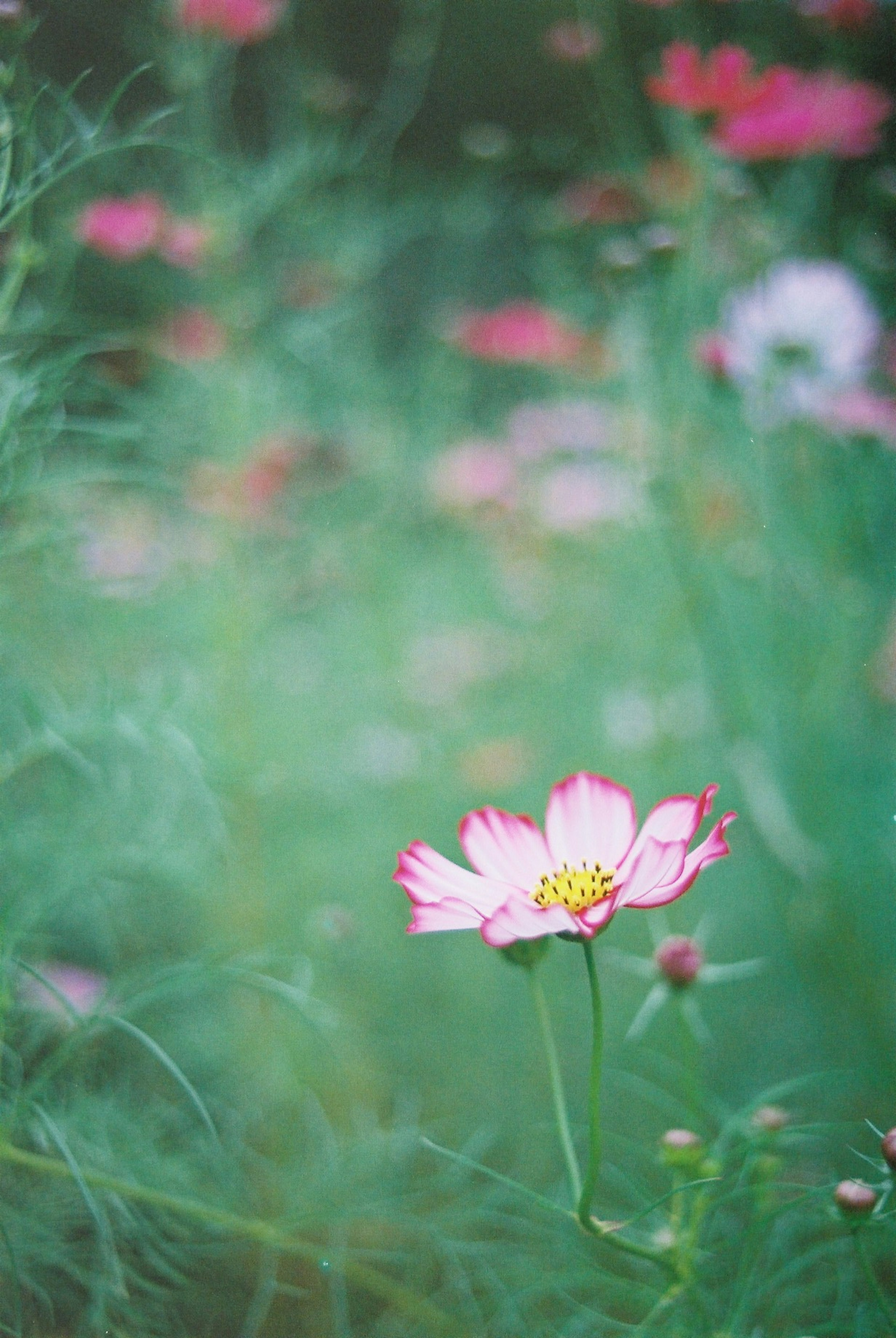 Eine wunderschöne Szene eines Blumenfeldes mit rosa Blumen und grünem Hintergrund