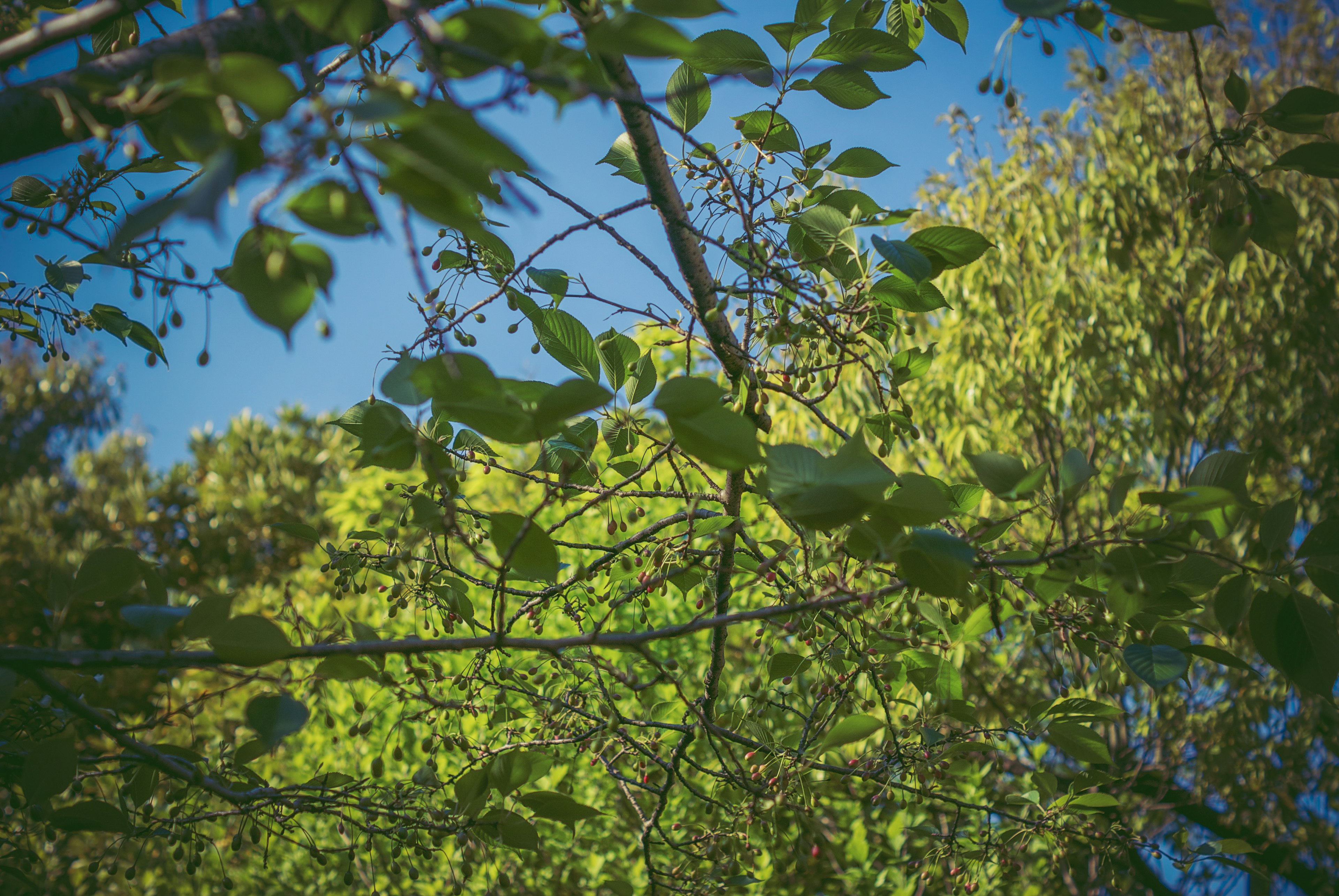 Close-up of tree branches with green leaves against a blue sky