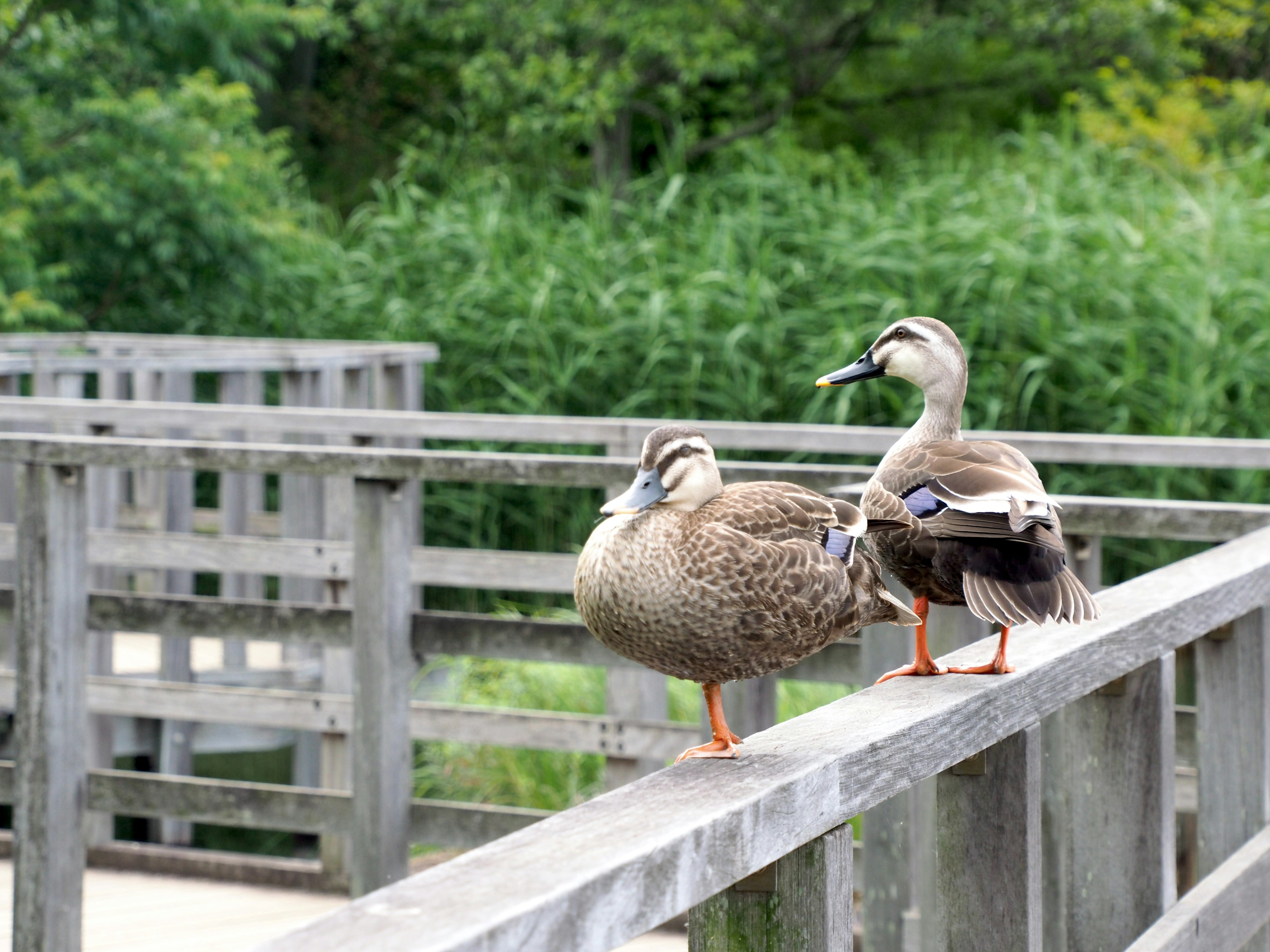 Two ducks perched on a wooden railing with a green background