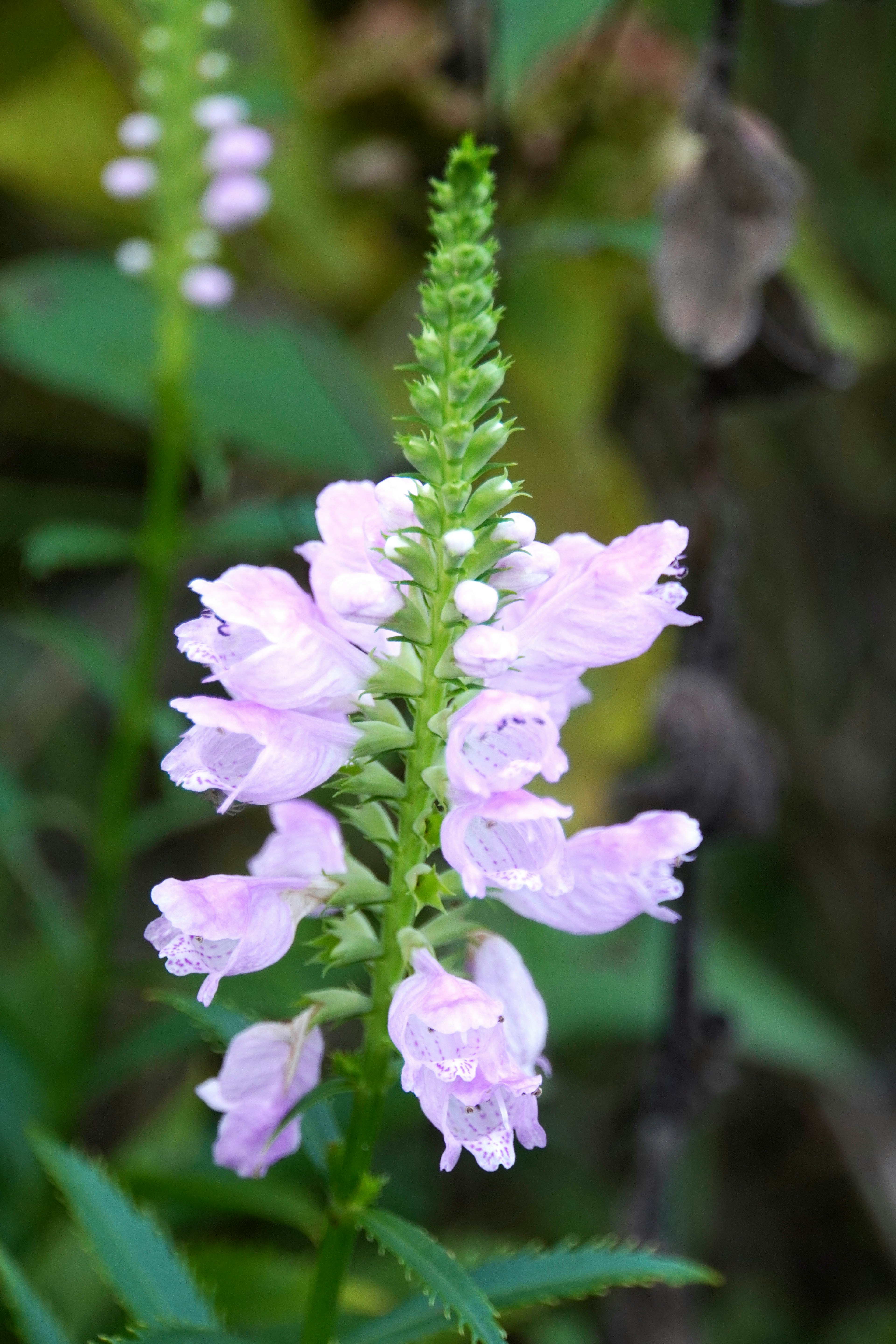 Nahaufnahme einer Pflanze mit hellrosa Blumen