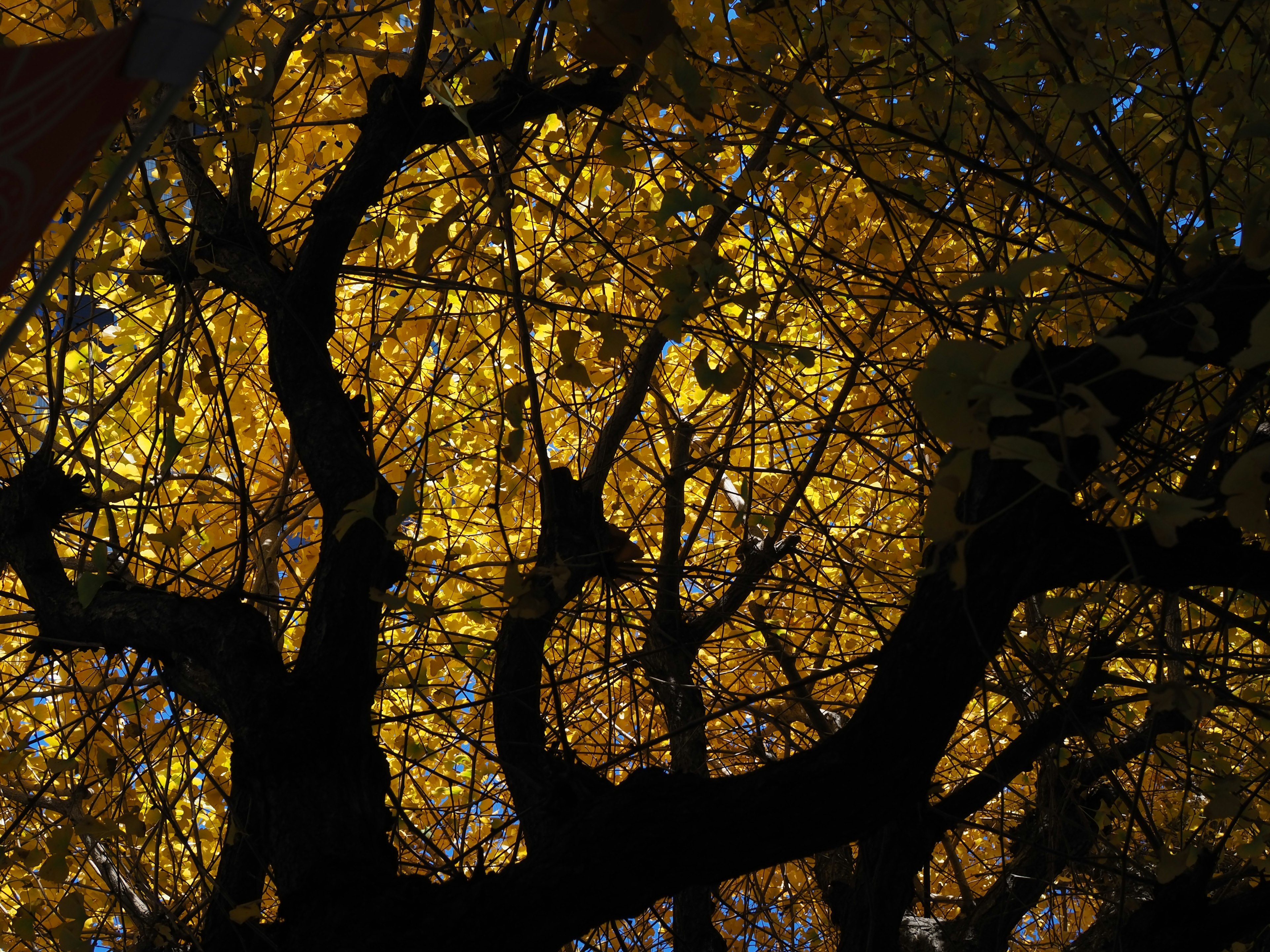 Silhouette eines Baumes mit lebhaften gelben Blättern im Herbst