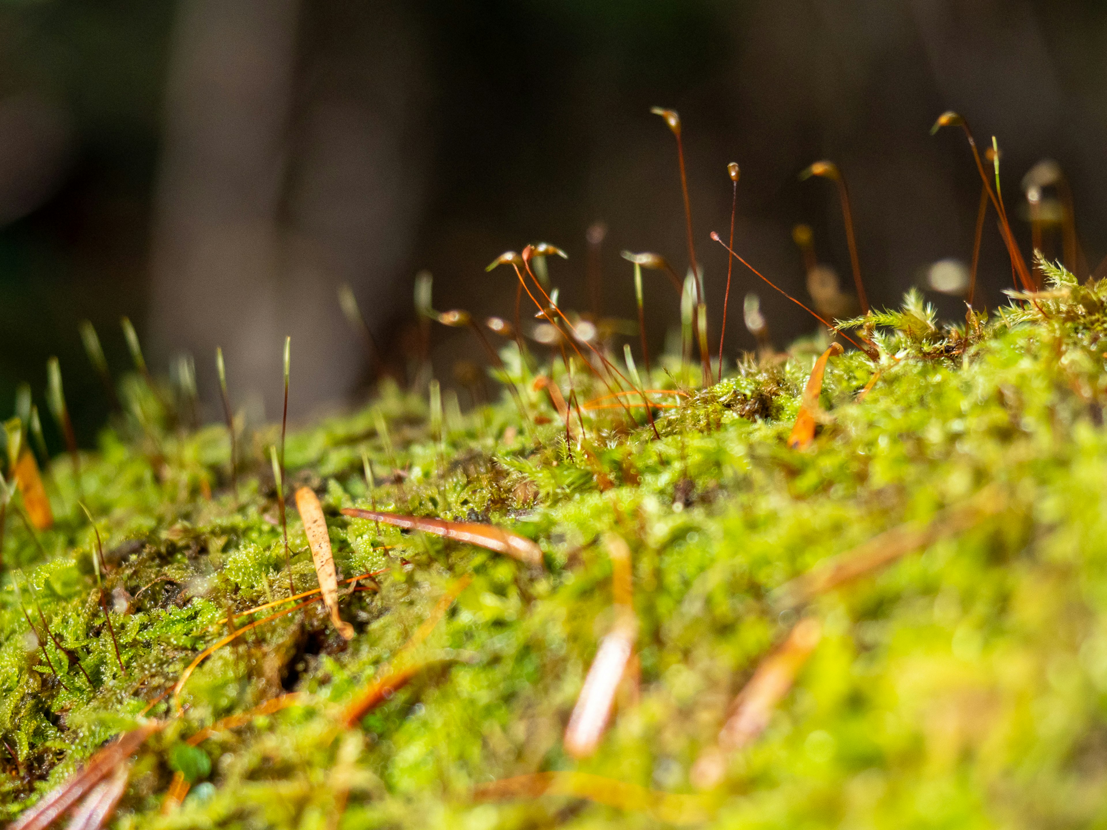 Gros plan de la mousse verte avec de petites plantes en croissance