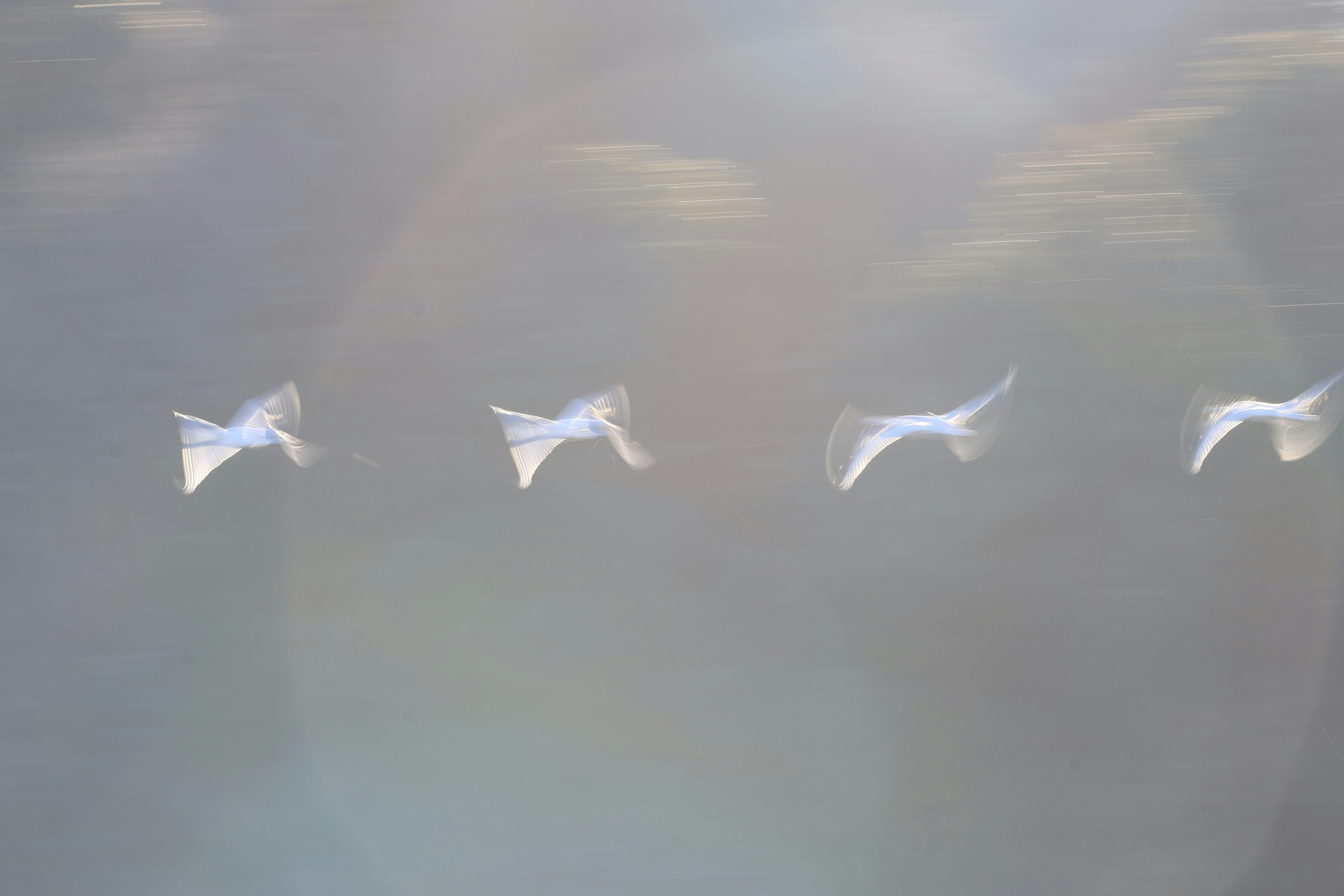 Secuencia de aves blancas volando en el cielo