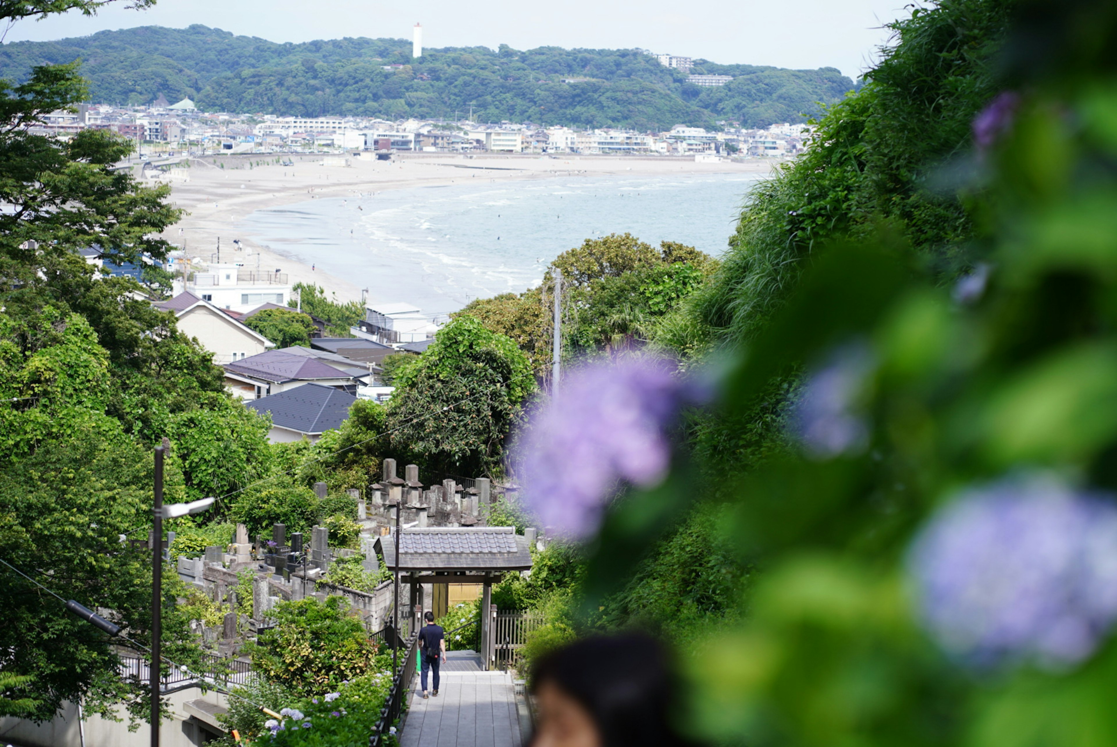 海を背景にした緑豊かな階段と紫陽花の花