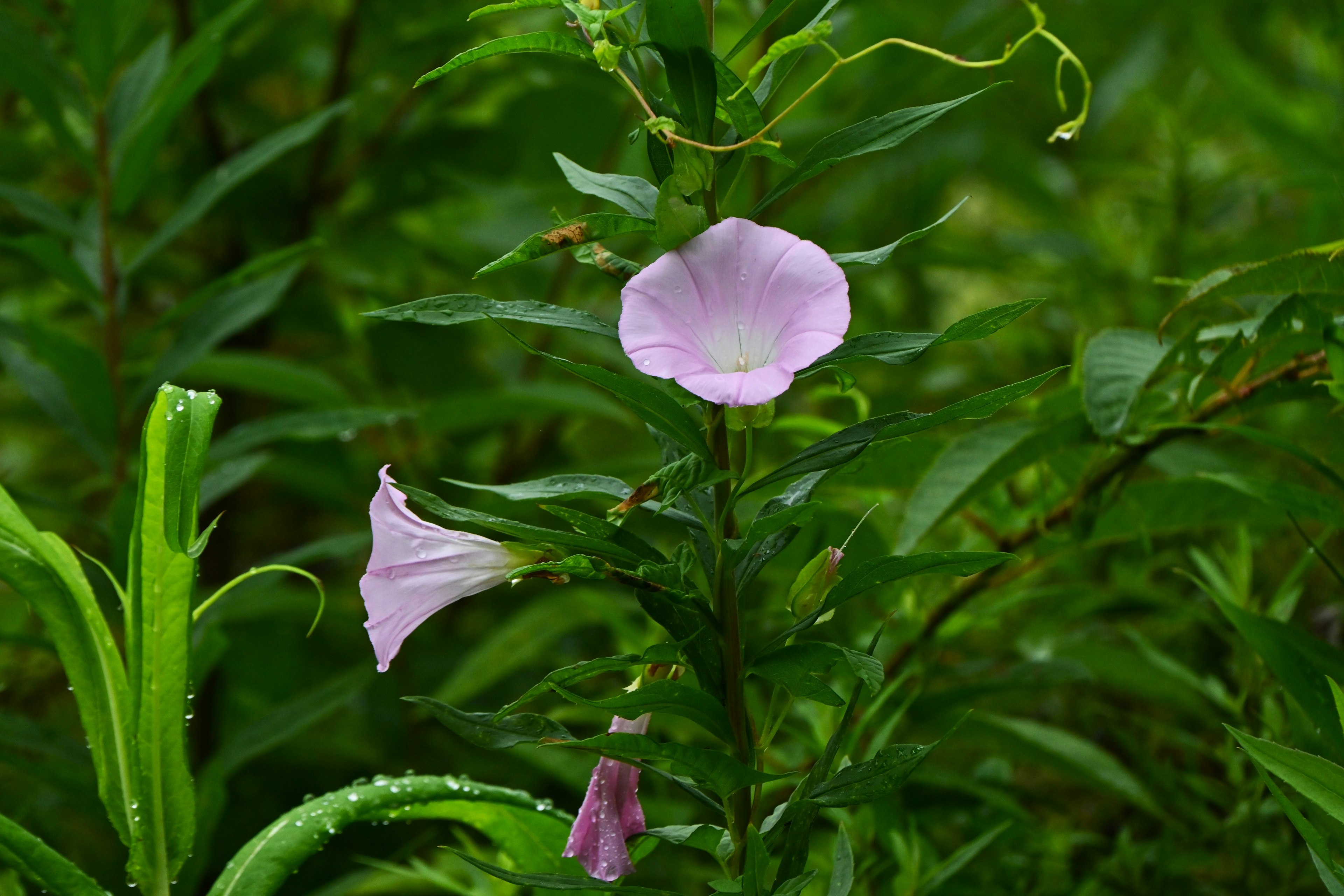 Image d'une plante verte avec des fleurs violettes claires en fleurs