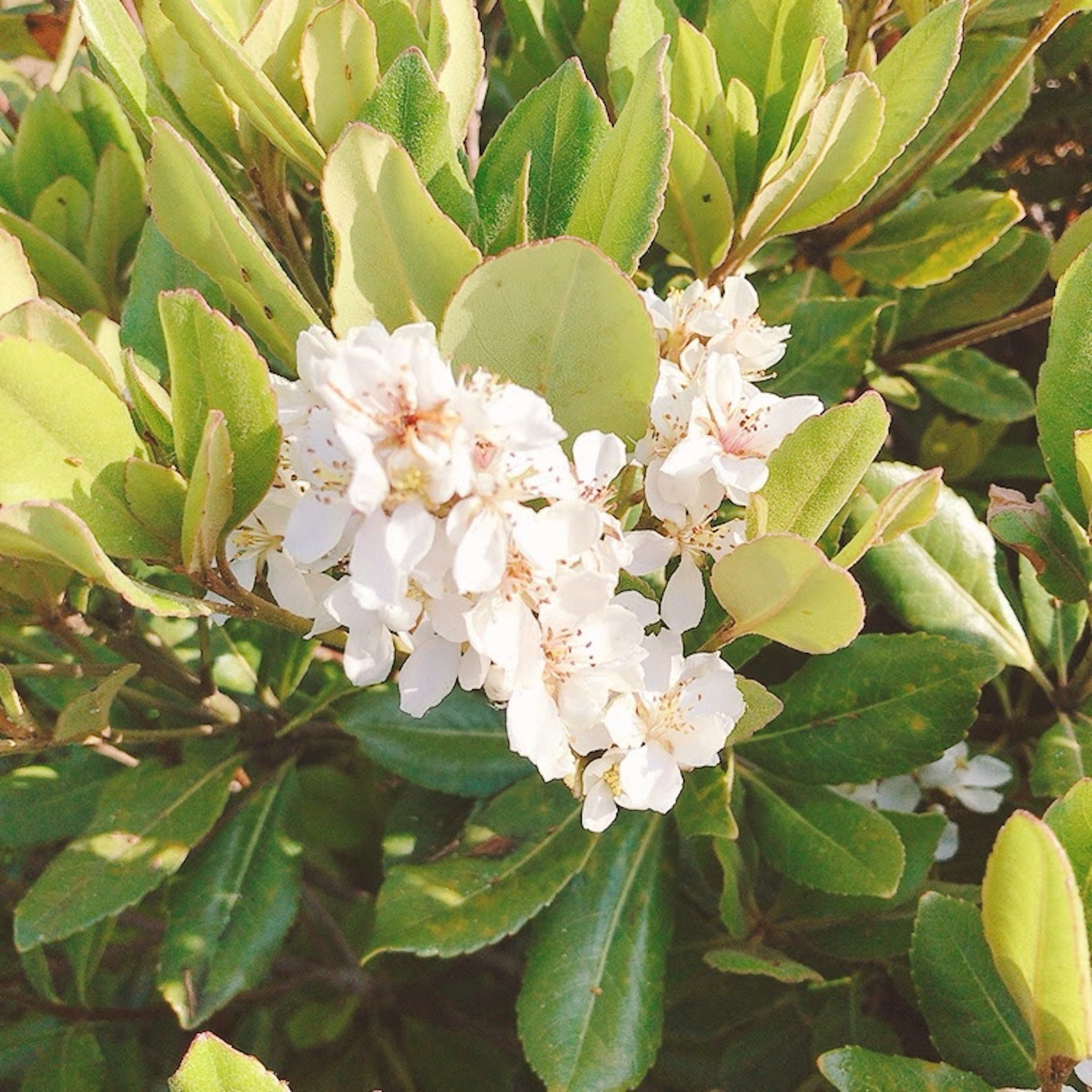 特写一株开白花和绿叶的植物