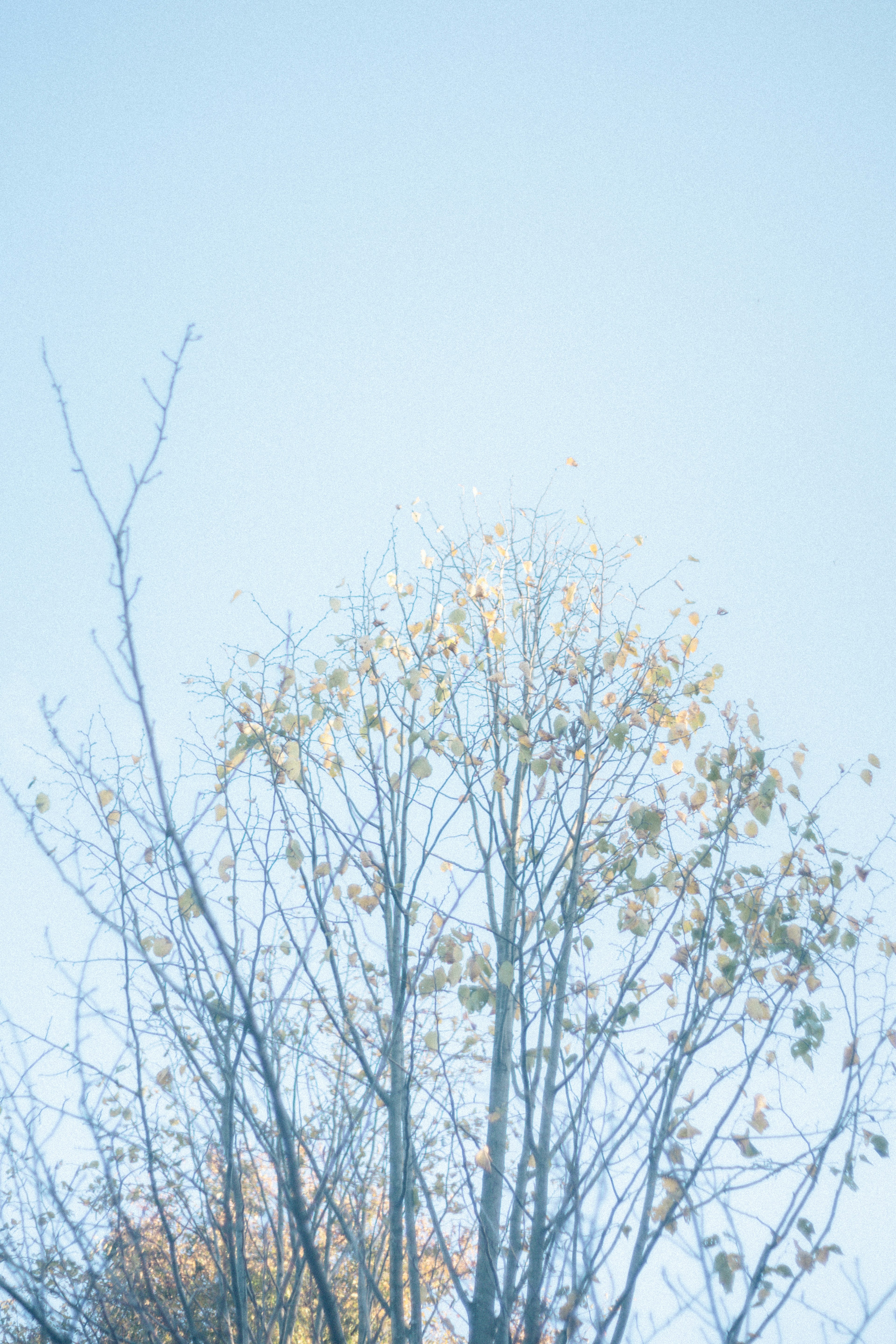 Ramas y hojas de un árbol bajo un cielo azul