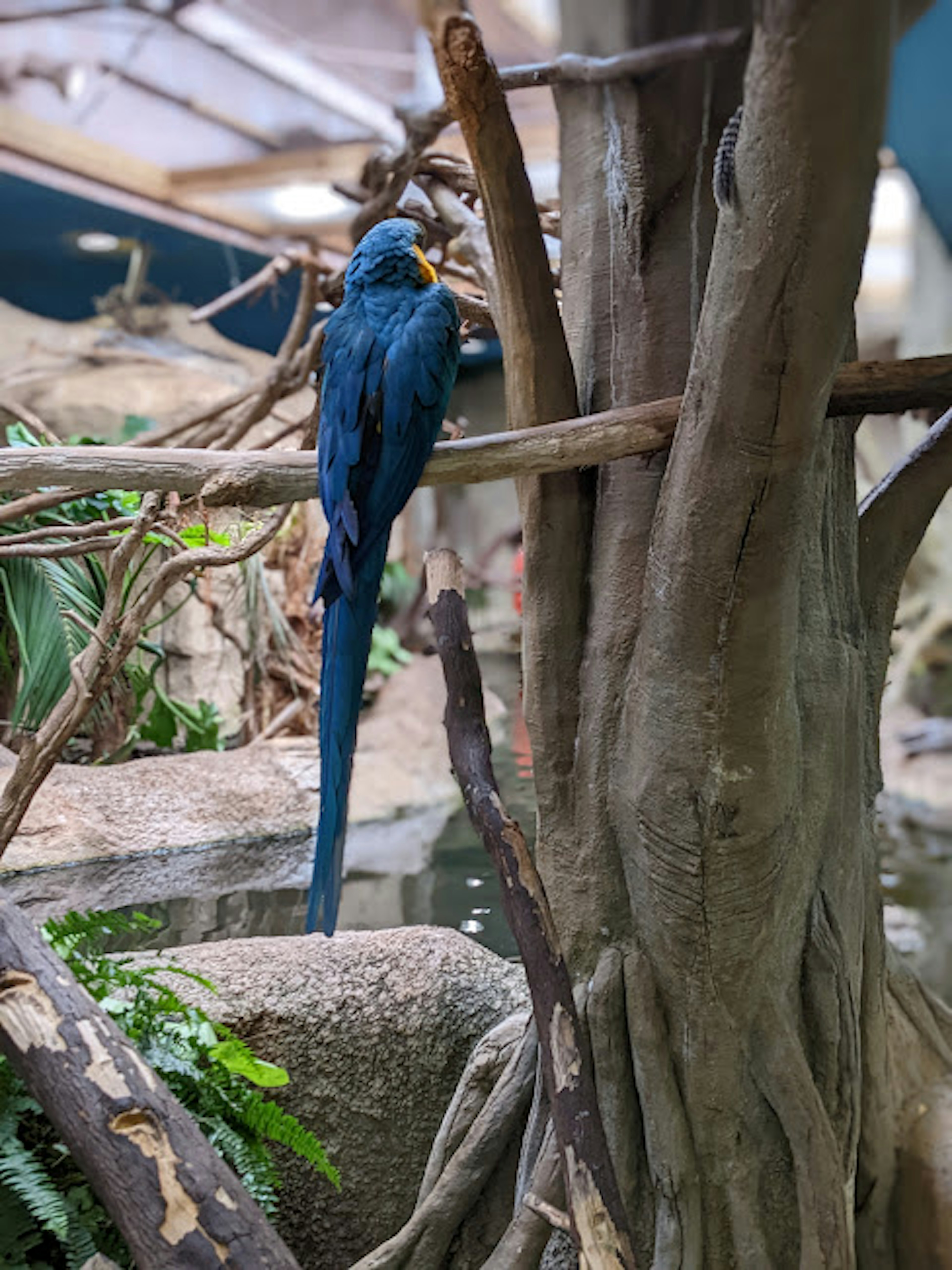 Un oiseau bleu perché sur une branche dans un environnement naturel