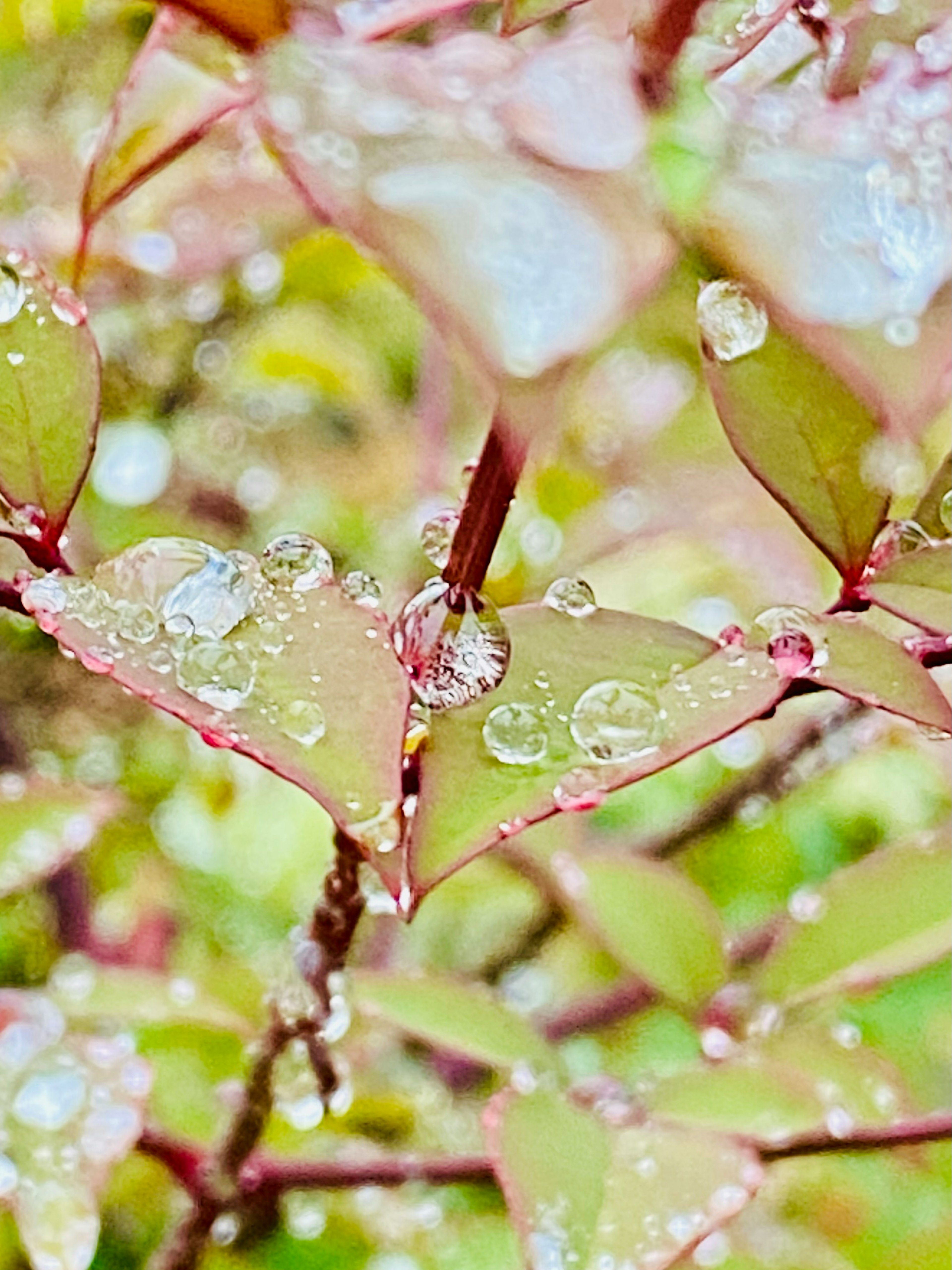 水滴附著的葉子特寫生動的綠色和粉色葉子