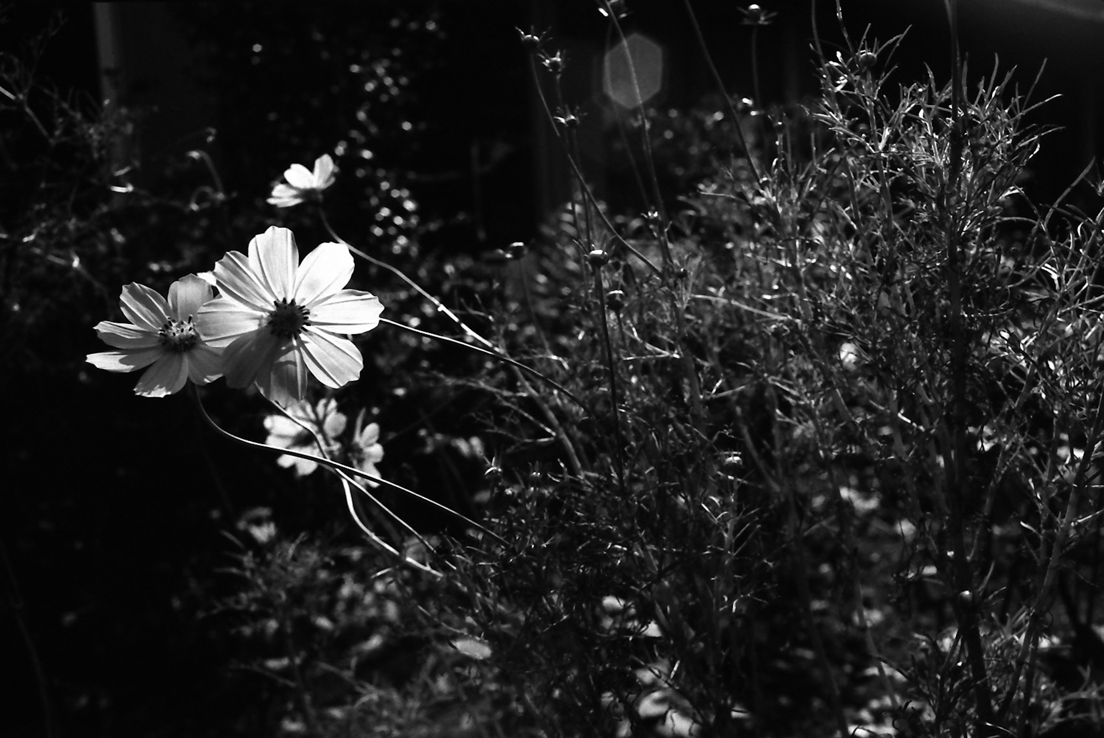 Imagen en blanco y negro de flores y hierba