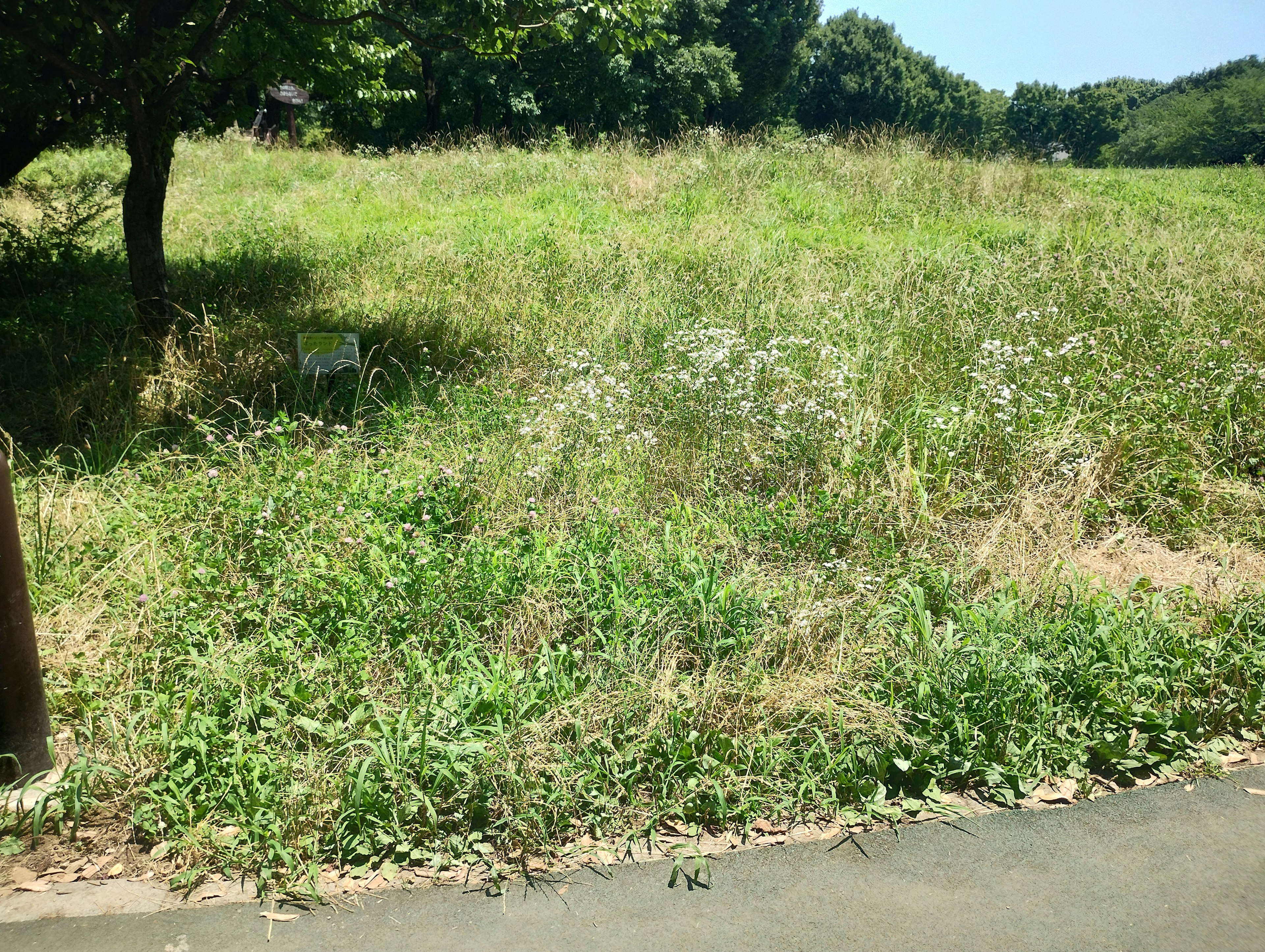 Ladang terbuka dengan rumput hijau subur dan bunga putih yang tersebar