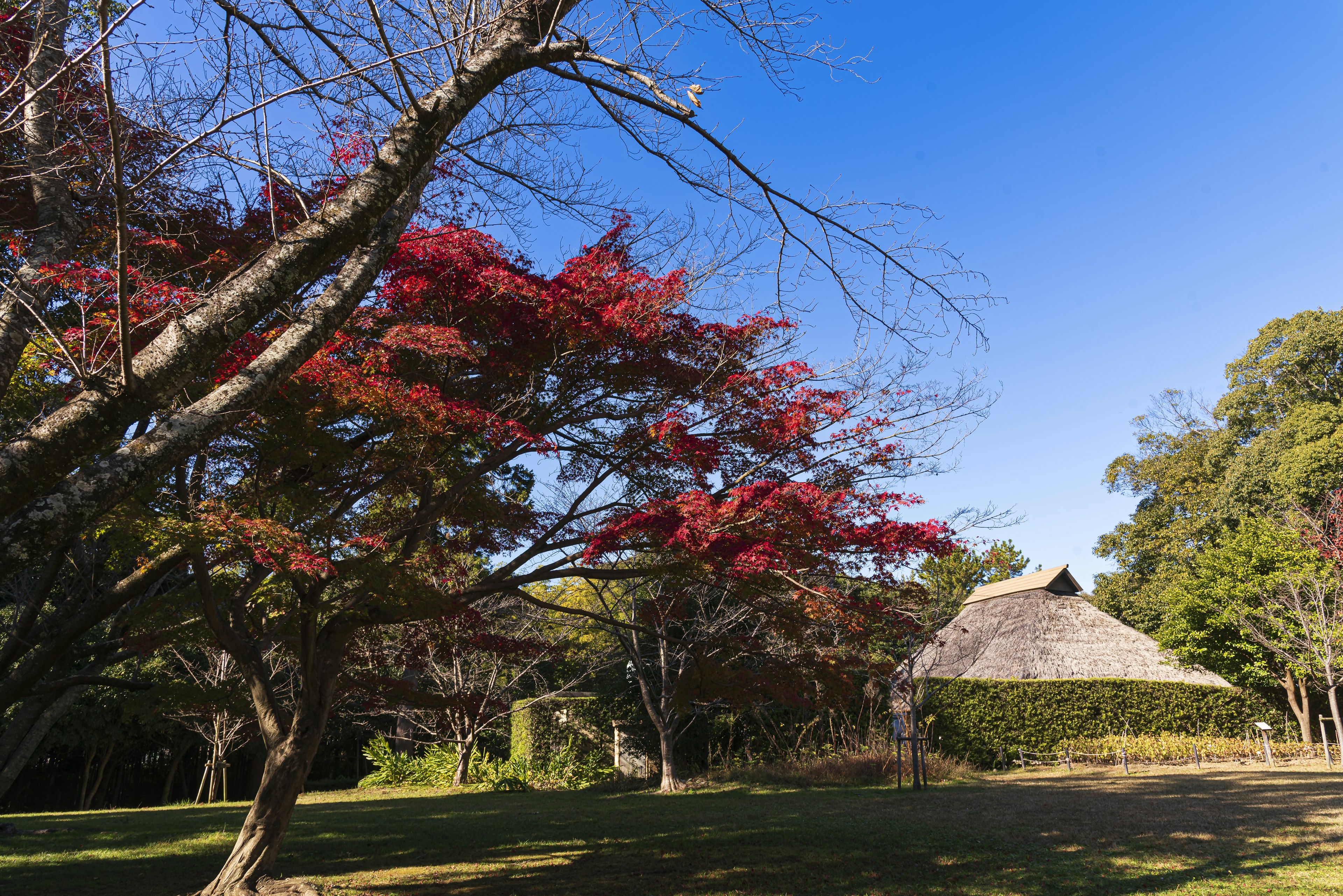 紅葉した木々と伝統的な日本の家屋の風景