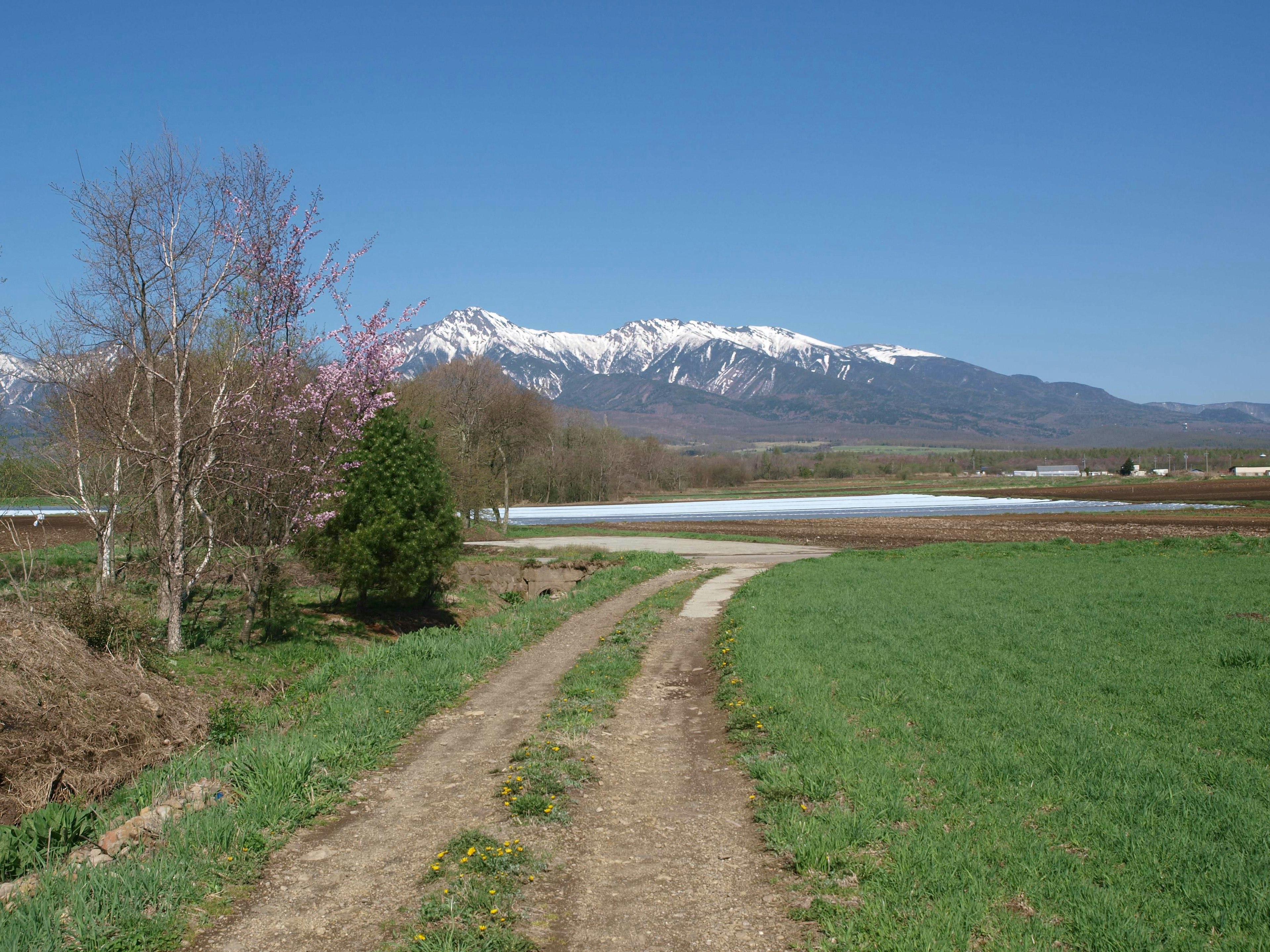 雪をかぶった山々と青空の下の農道 春の緑の草原と花々が見える