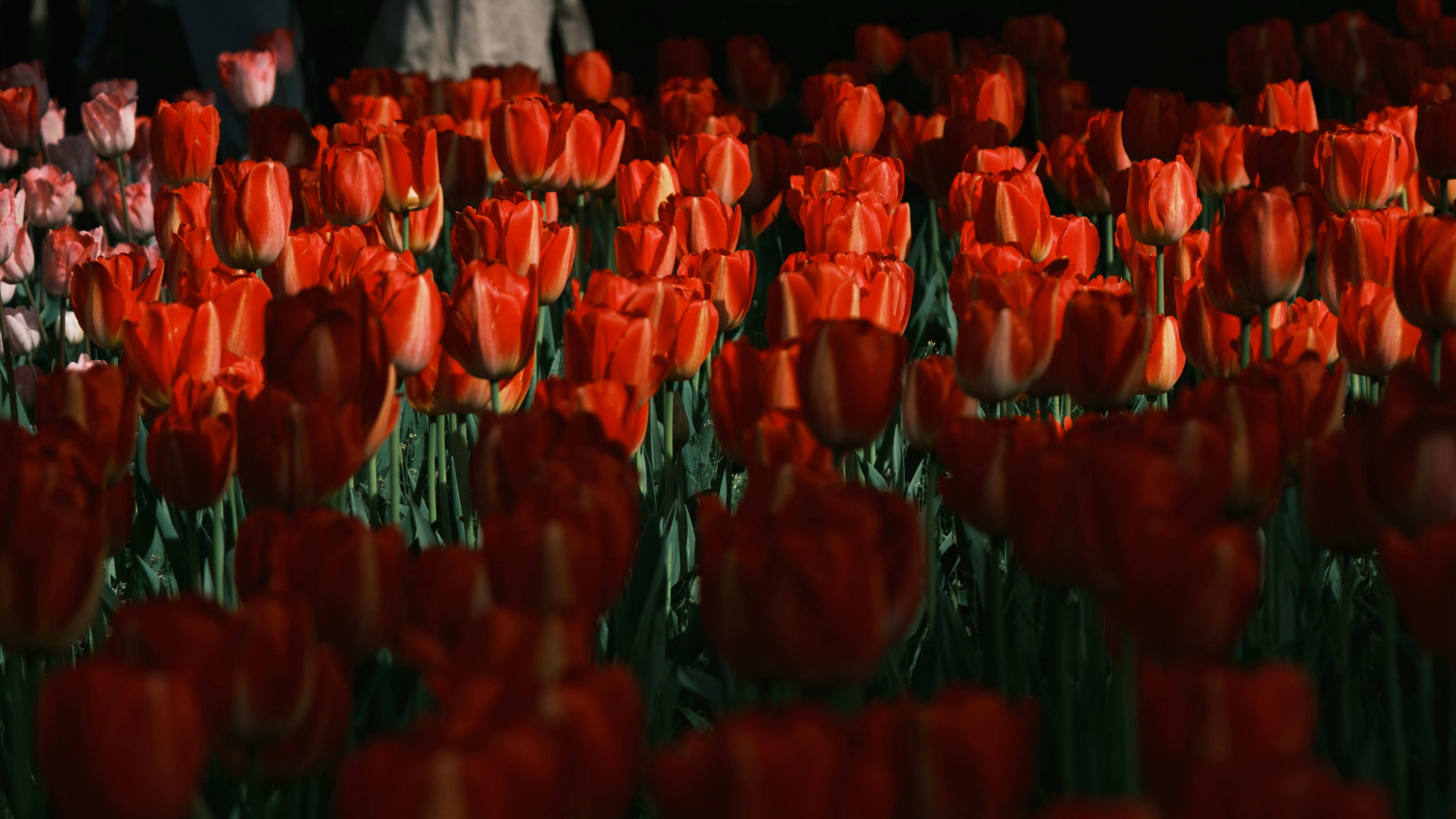 Vibrant field of red tulips with people walking among them