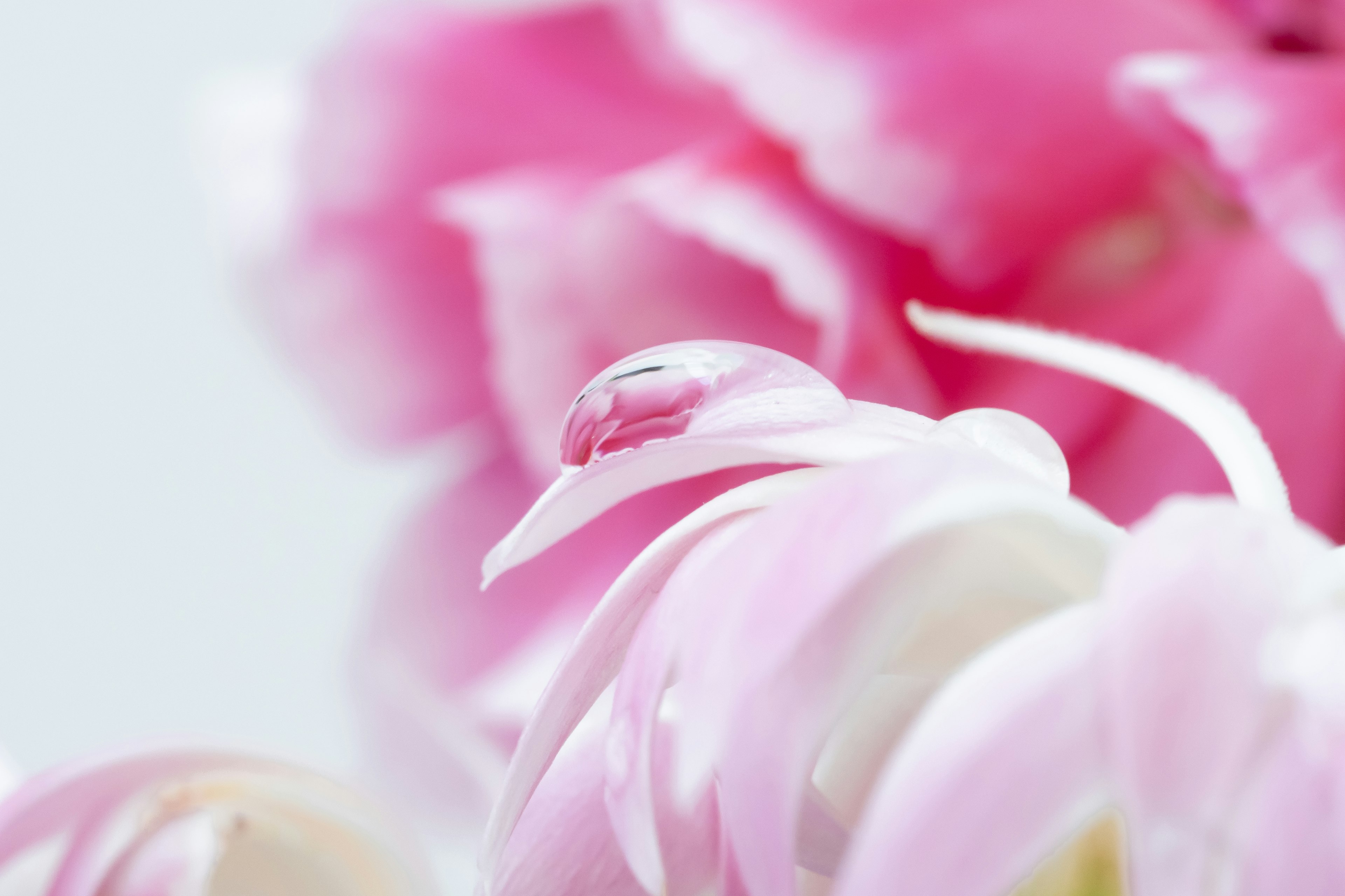 Close-up of delicate pink flower petals with soft textures