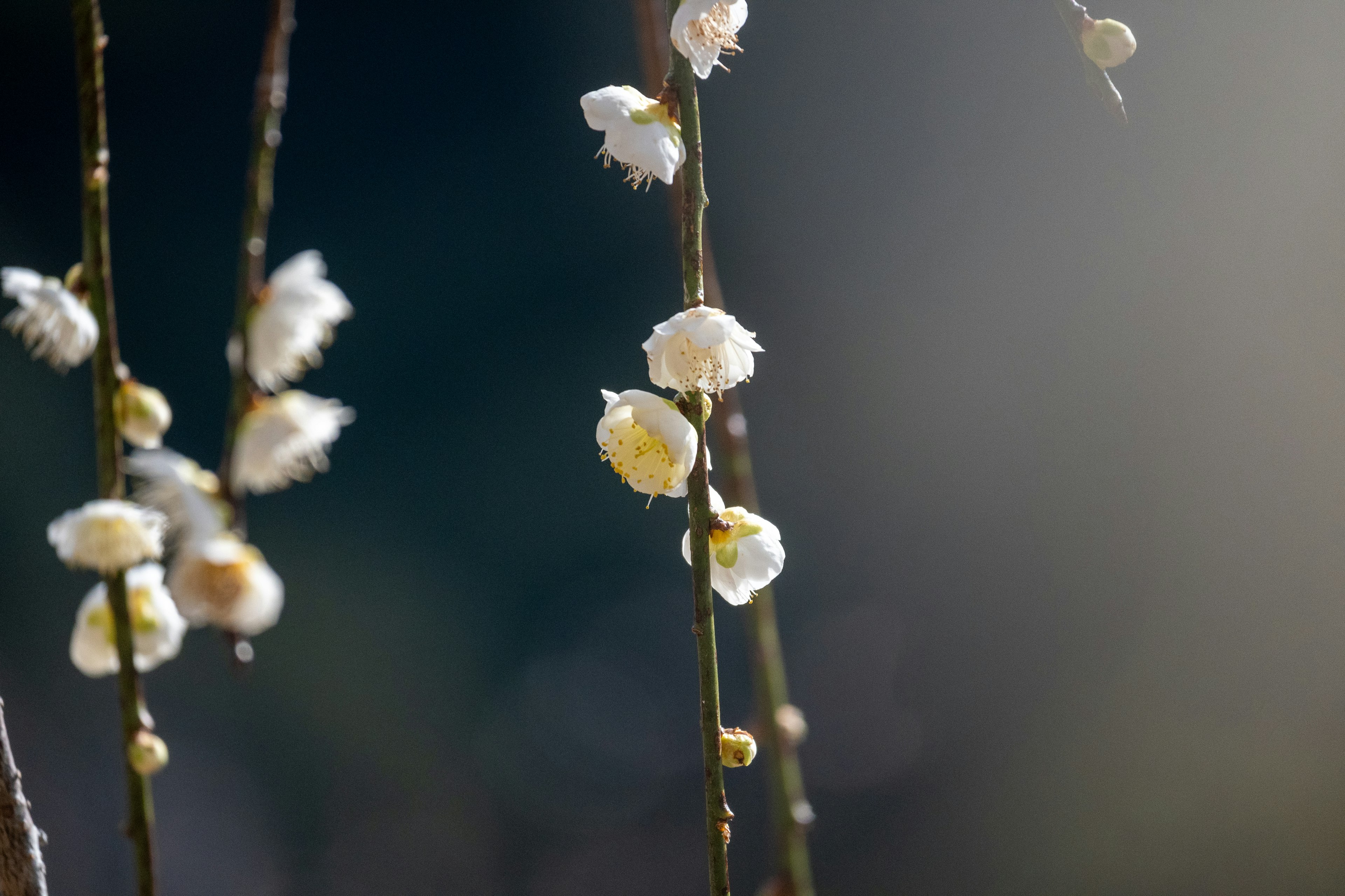 Primer plano de ramas con flores blancas contra un fondo borroso