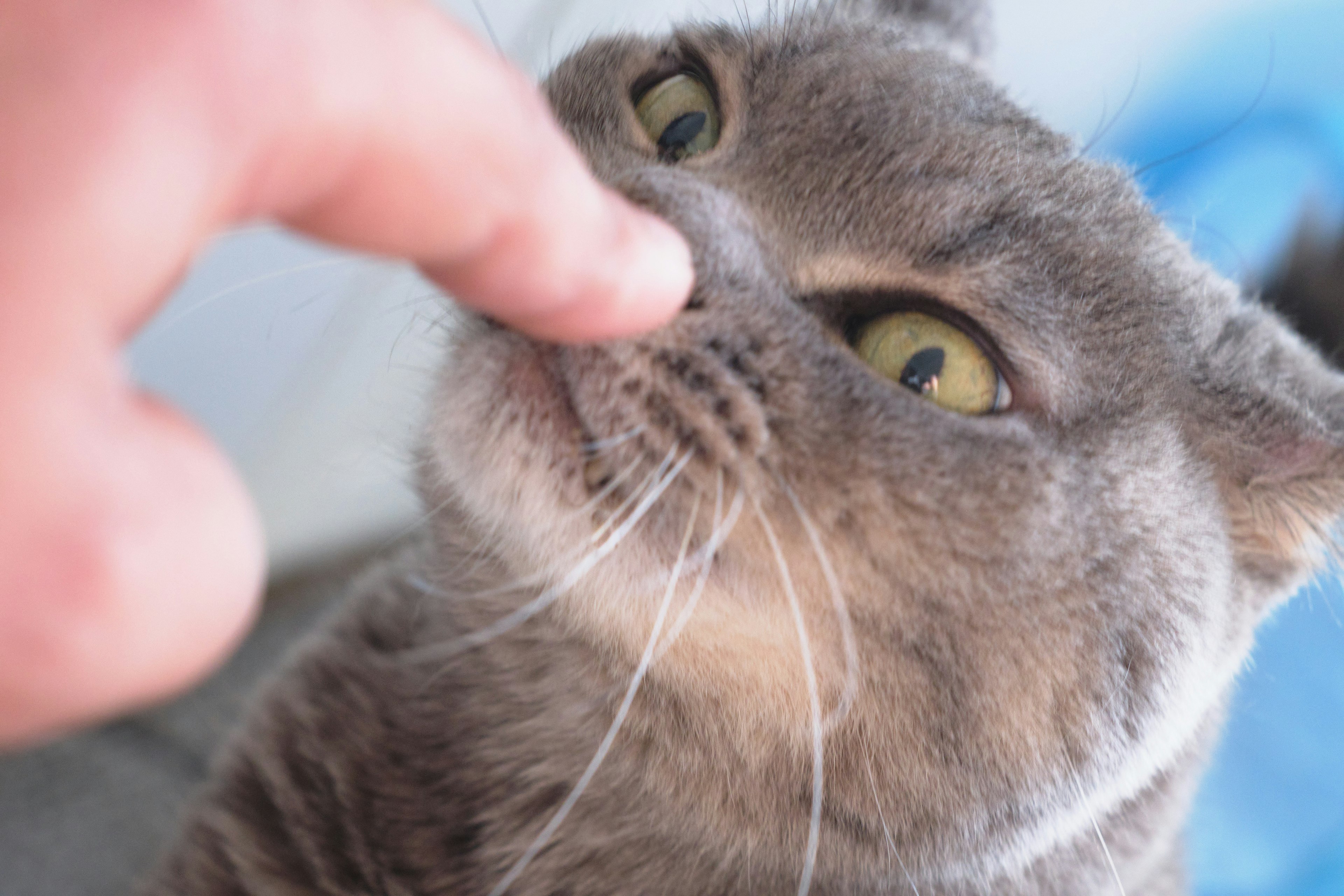 Close-up shot of a cat and a finger with the cat showing a surprised expression