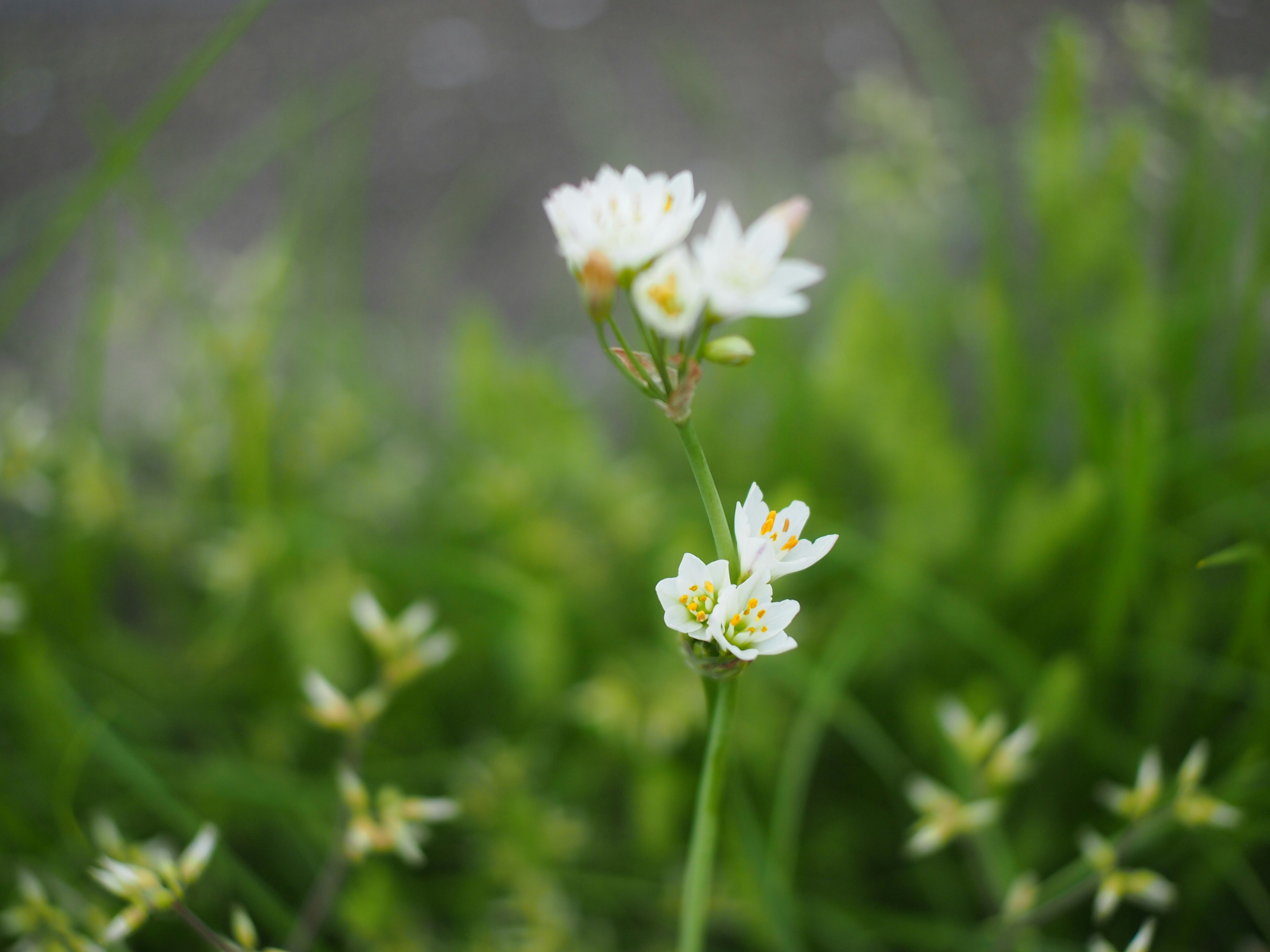 Close-up of white flowers blooming against a green background