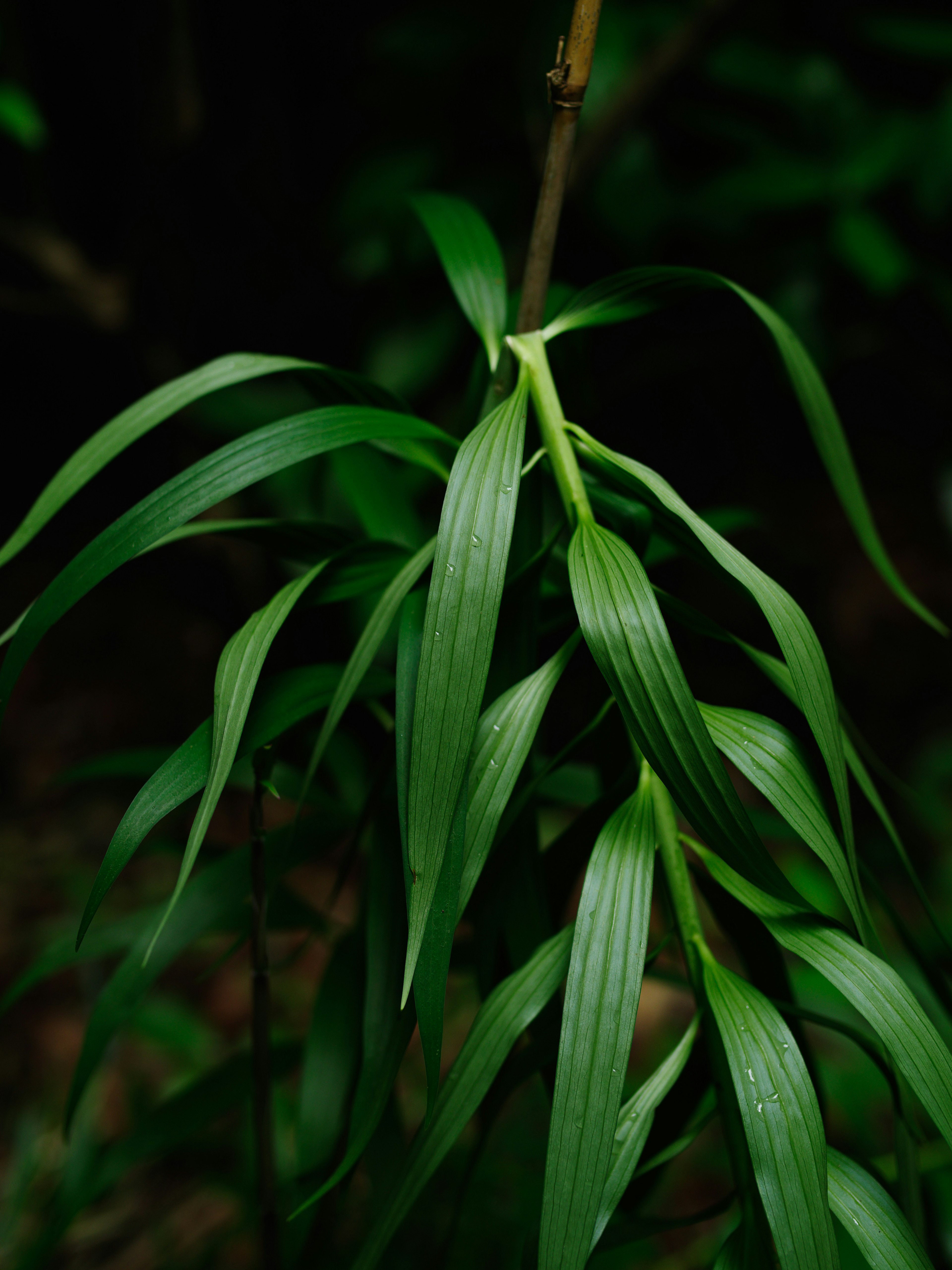 緑色の葉が豊かに茂った植物の枝