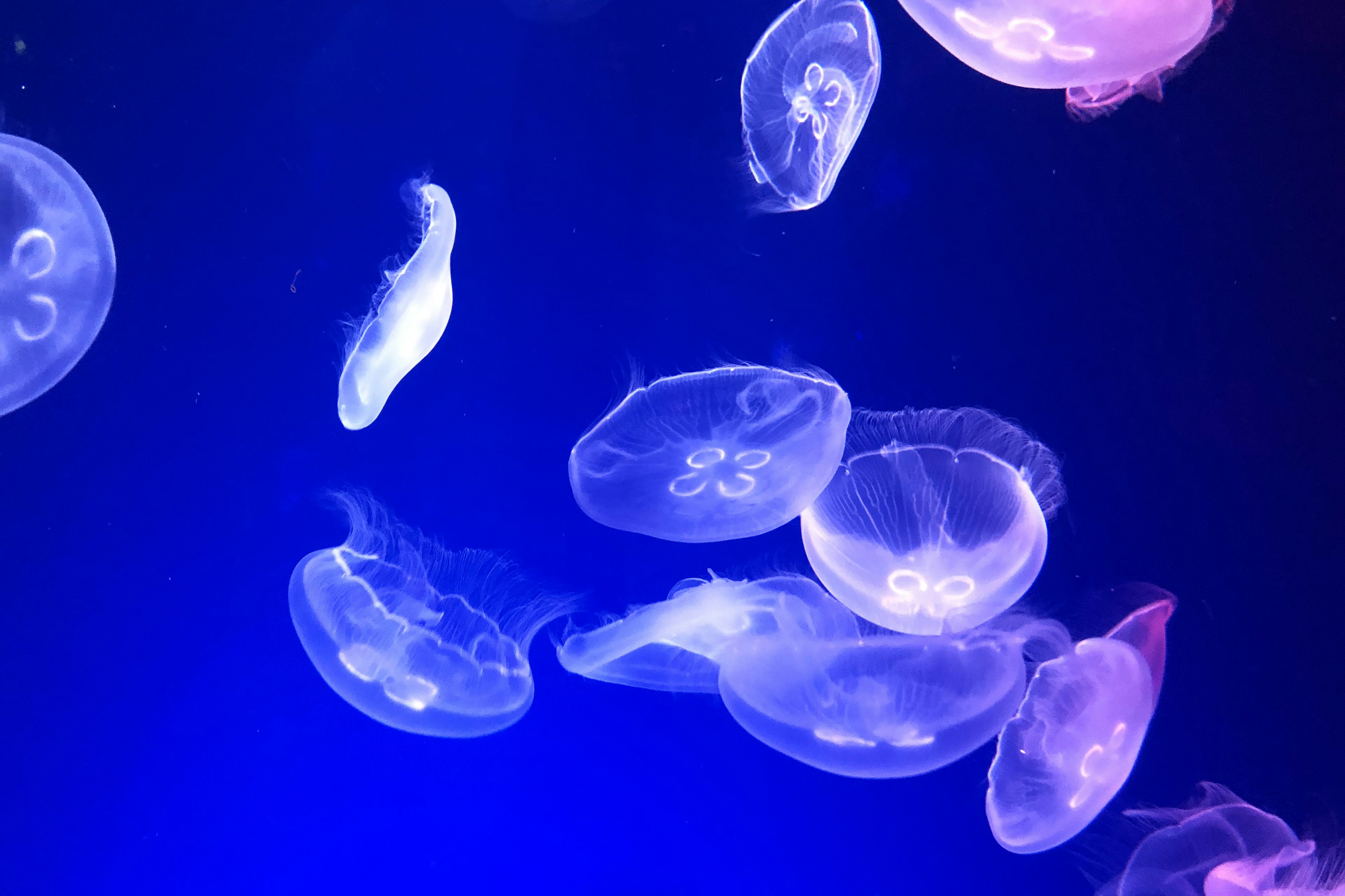 Eine faszinierende Gruppe von Quallen, die vor einem blauen Hintergrund schwimmt