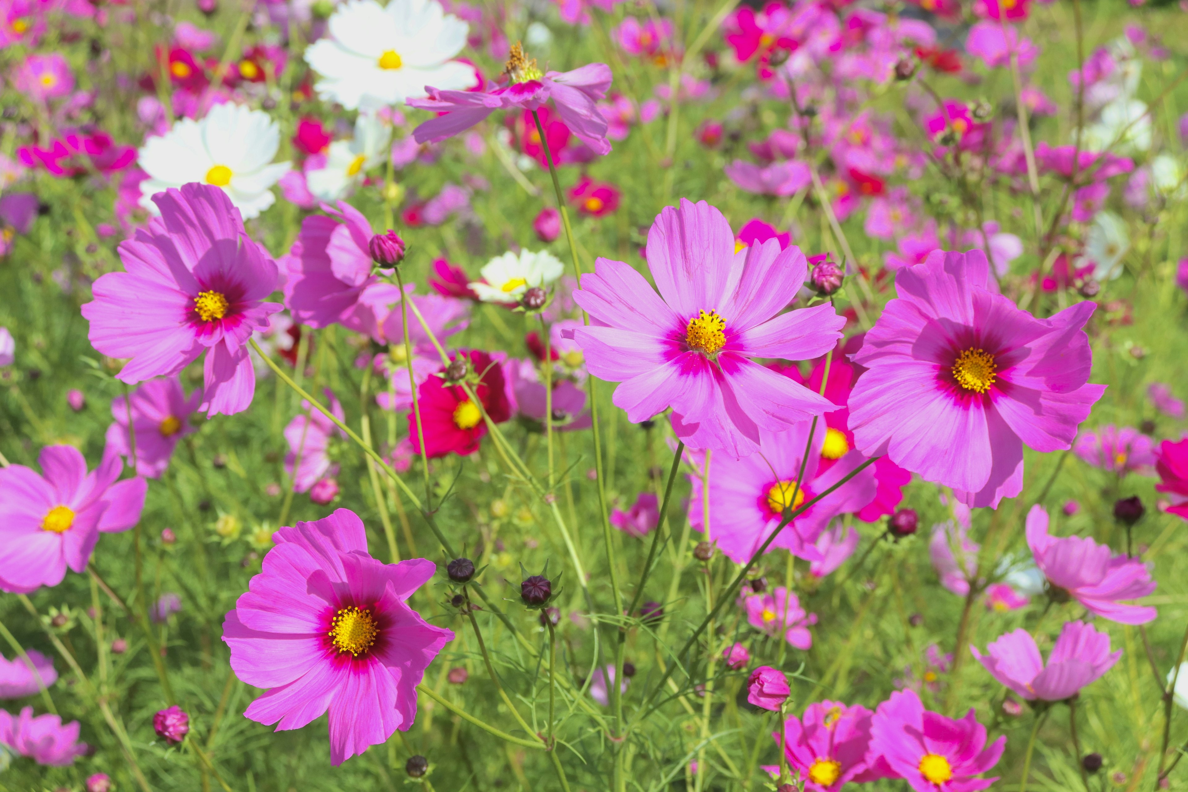 Un campo vibrante lleno de flores de cosmos rosas rodeadas de flores blancas y rojas