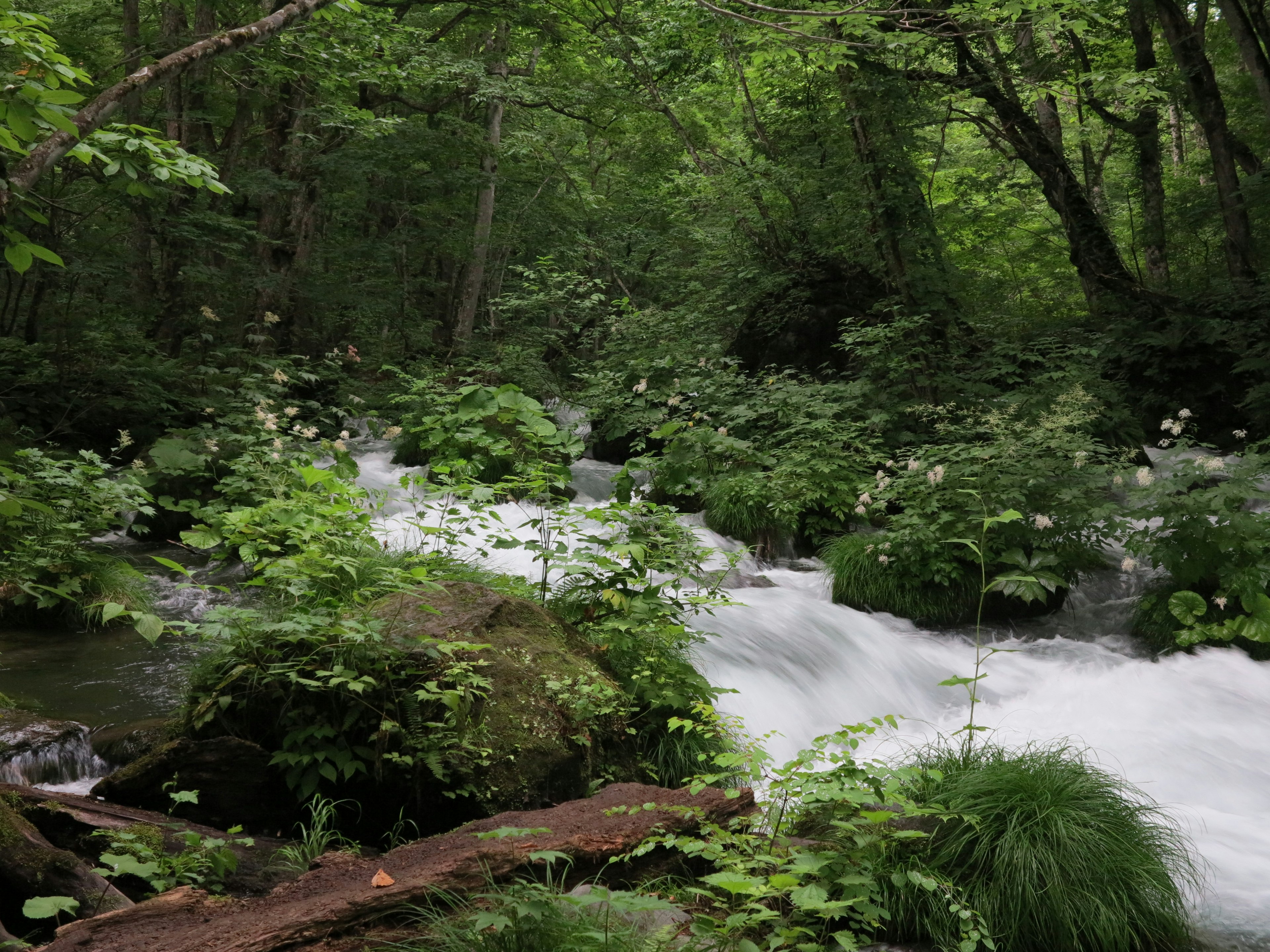 Ein fließender Fluss, umgeben von üppigem Grün und Felsen