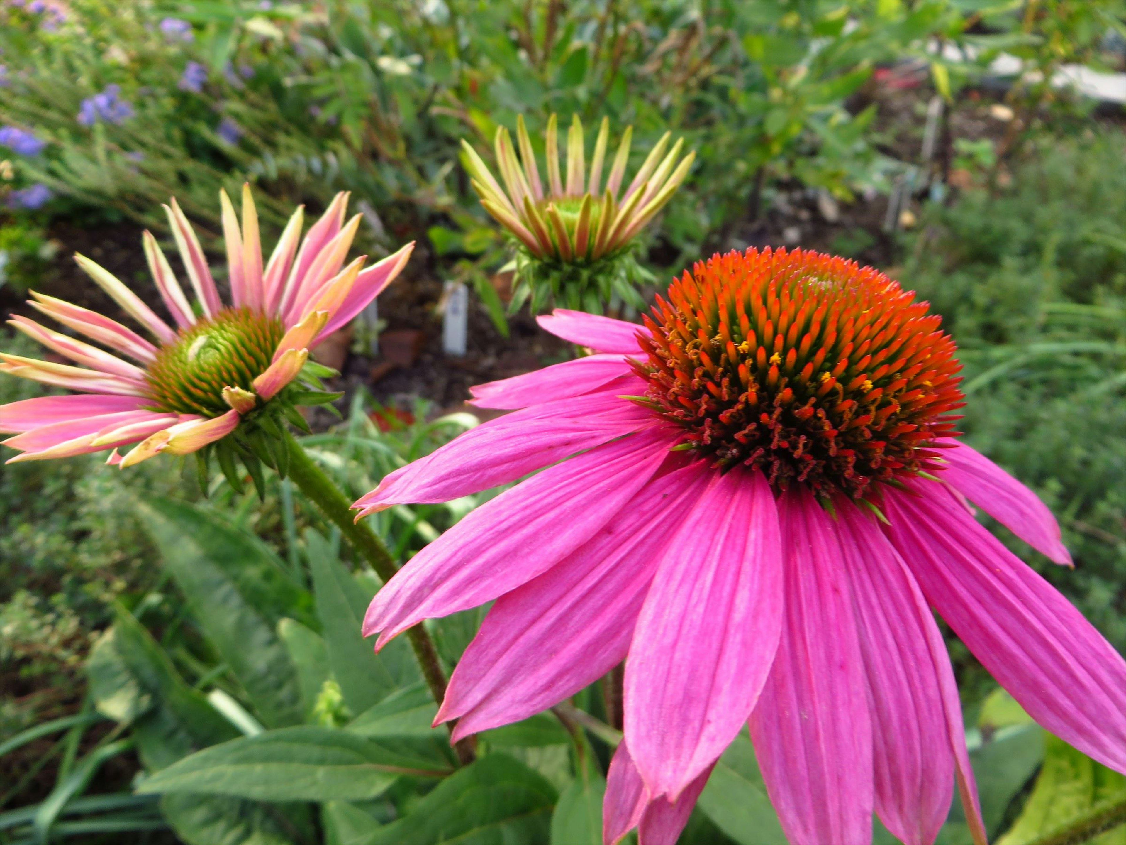 鮮豔的粉紅色紫錐花和花苞在花園中