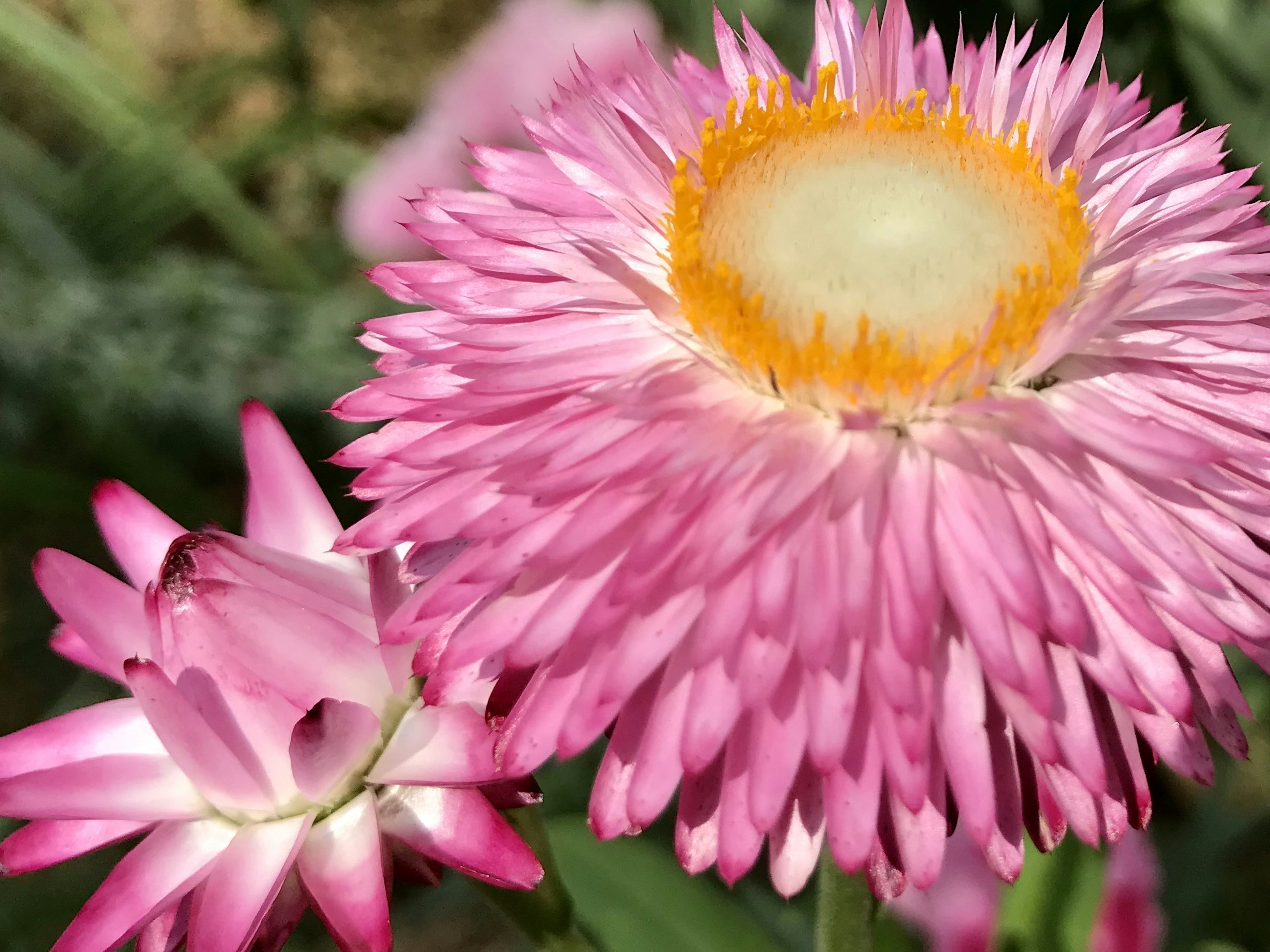 Kedekatan bunga pink cerah dan kuncupnya