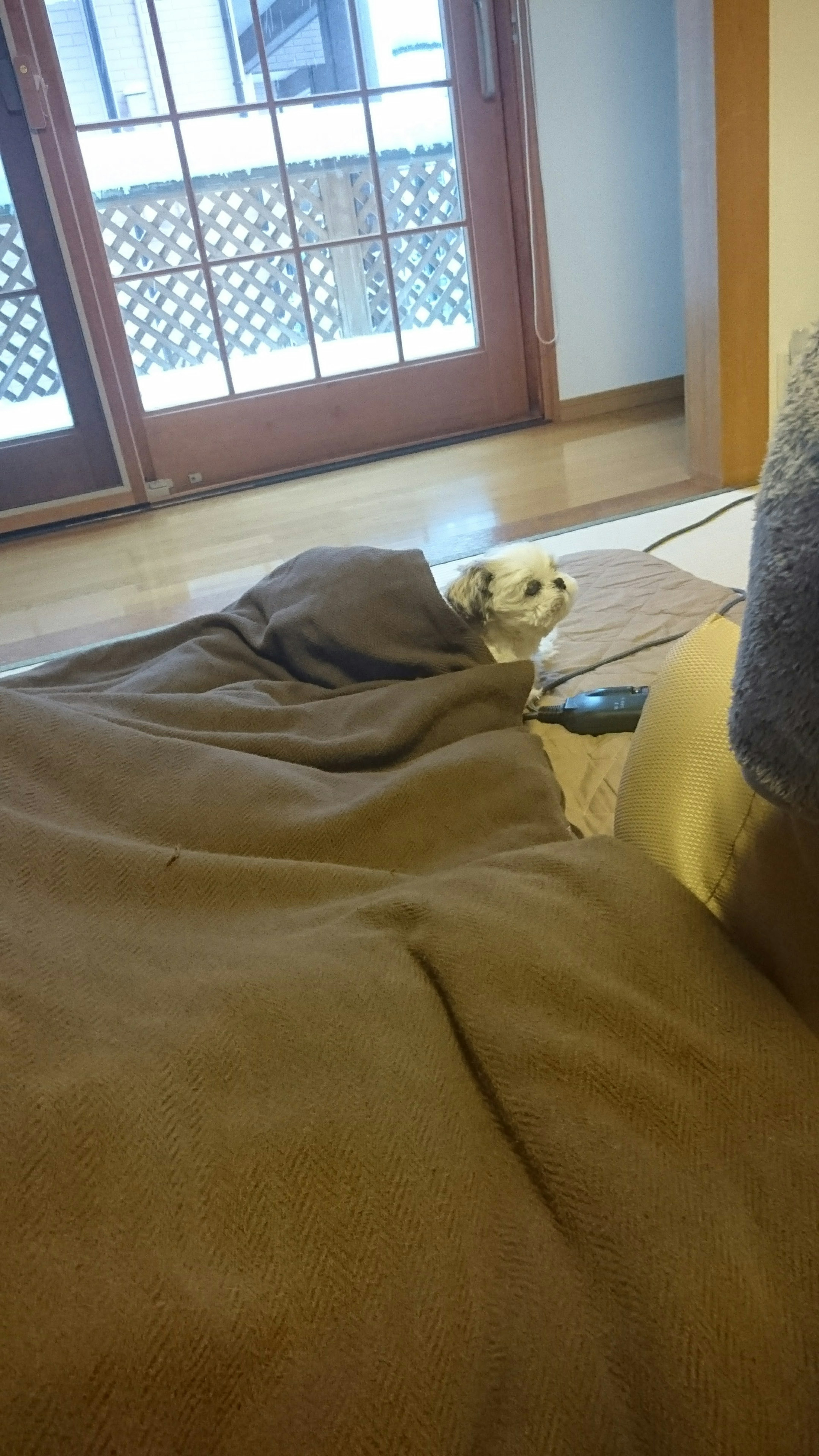 A small dog peeking out from under a brown blanket in a cozy living room