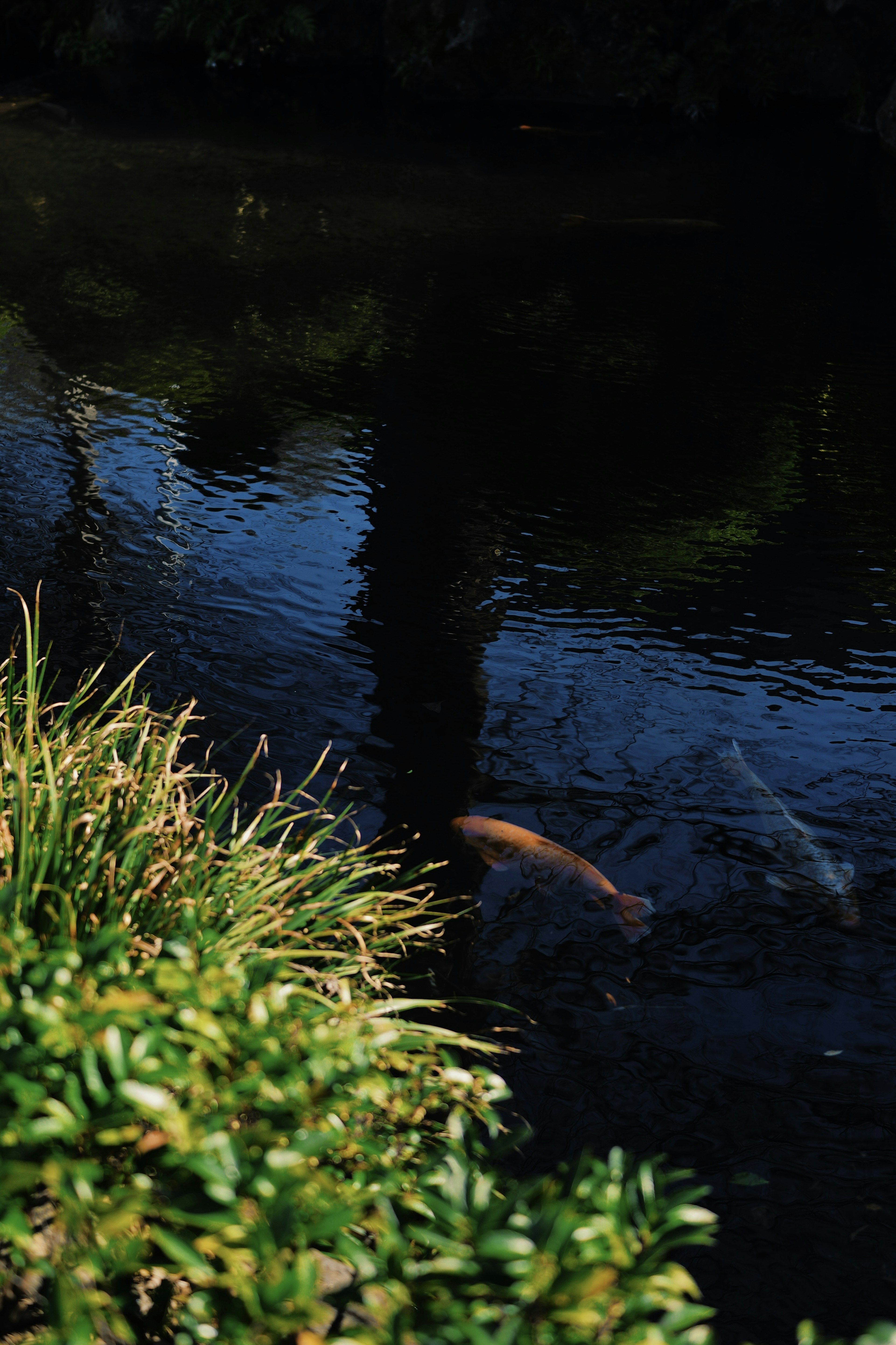 A pond scene with koi fish swimming and reflections of trees on the water surface