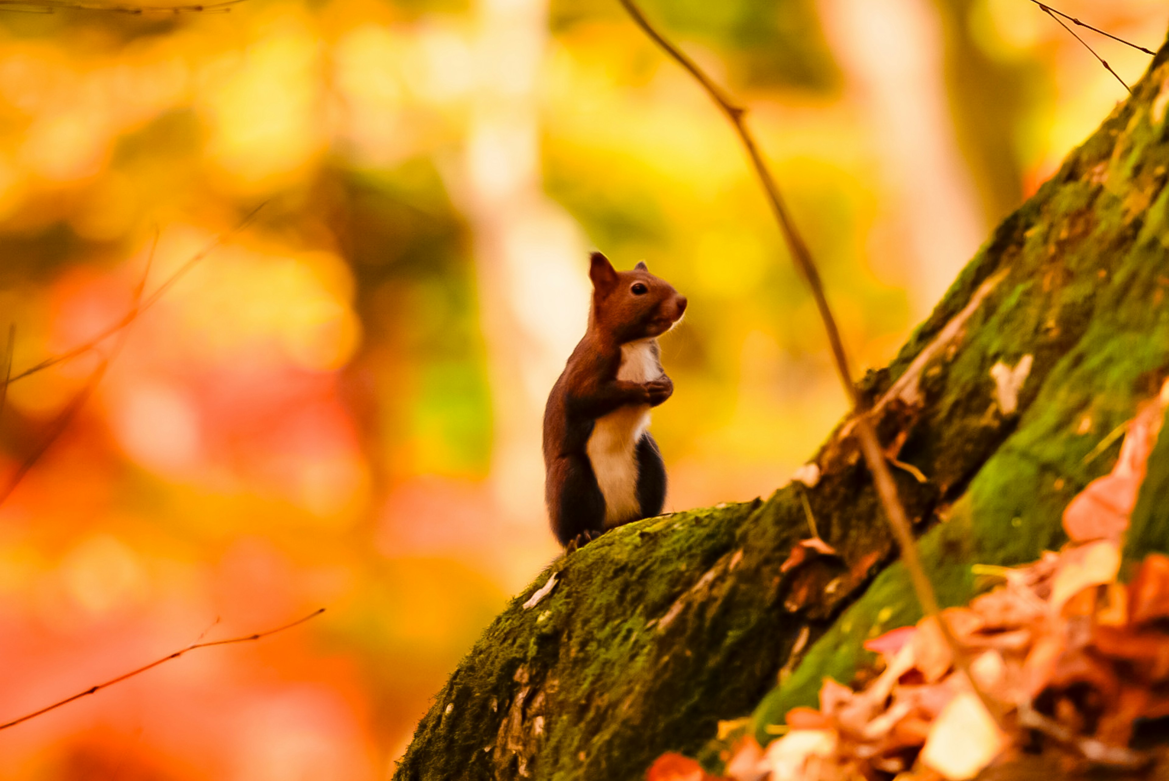 Eichhörnchen steht auf einem moosbedeckten Stein in einem Herbstwald