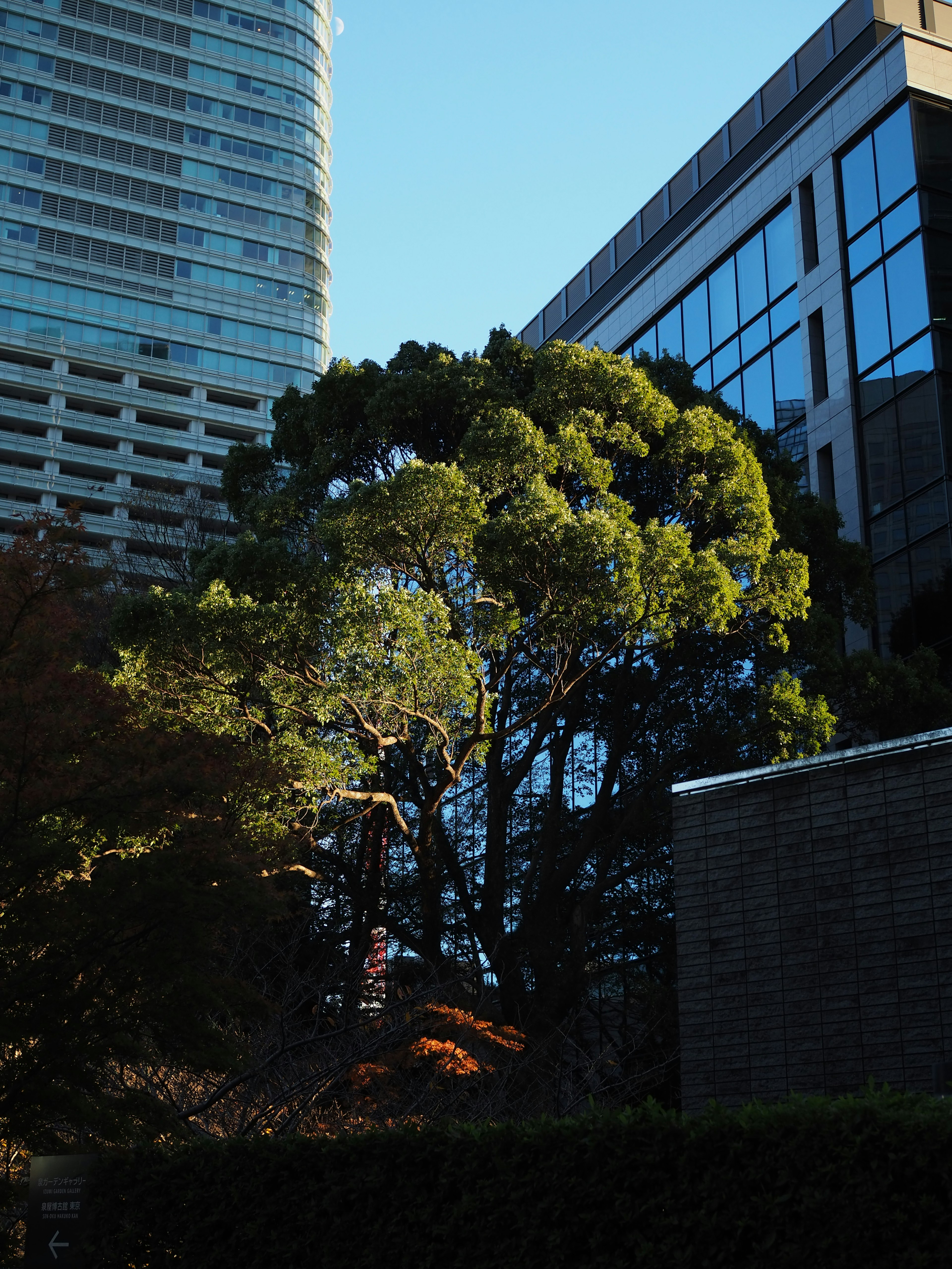 Urban landscape featuring high-rise buildings and a large green tree