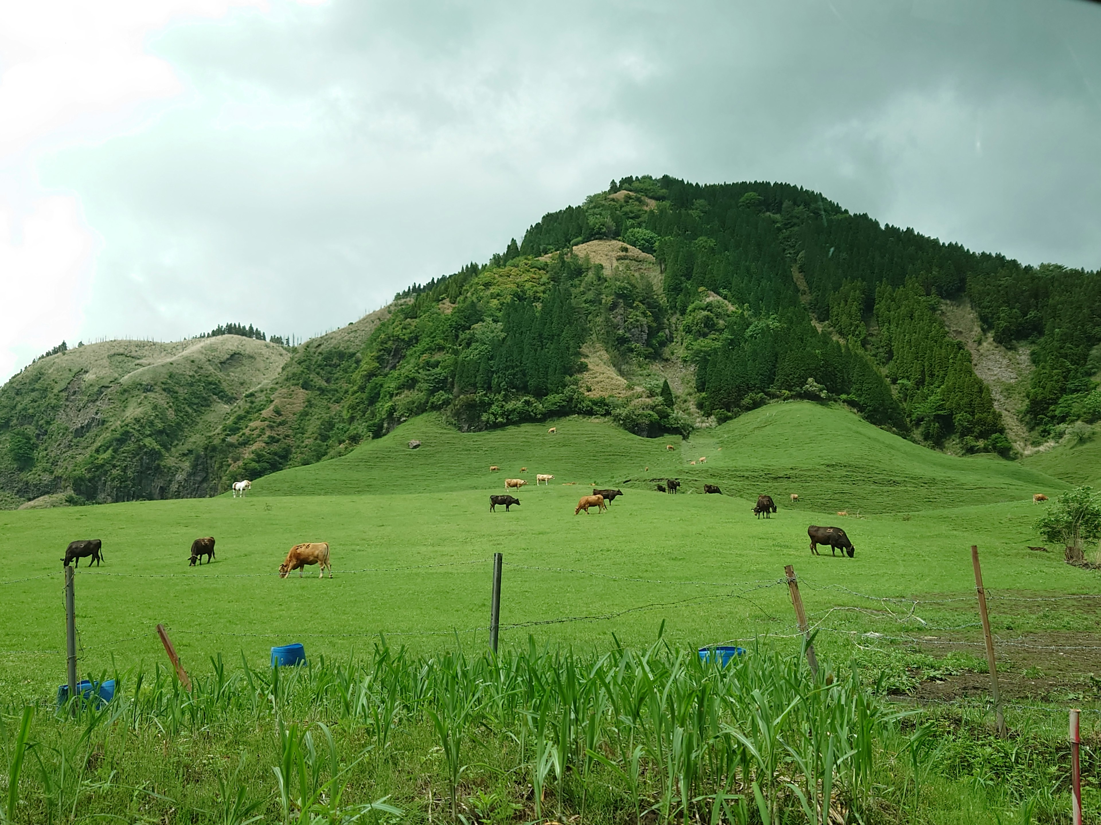 Cows grazing on a green pasture with hills in the background