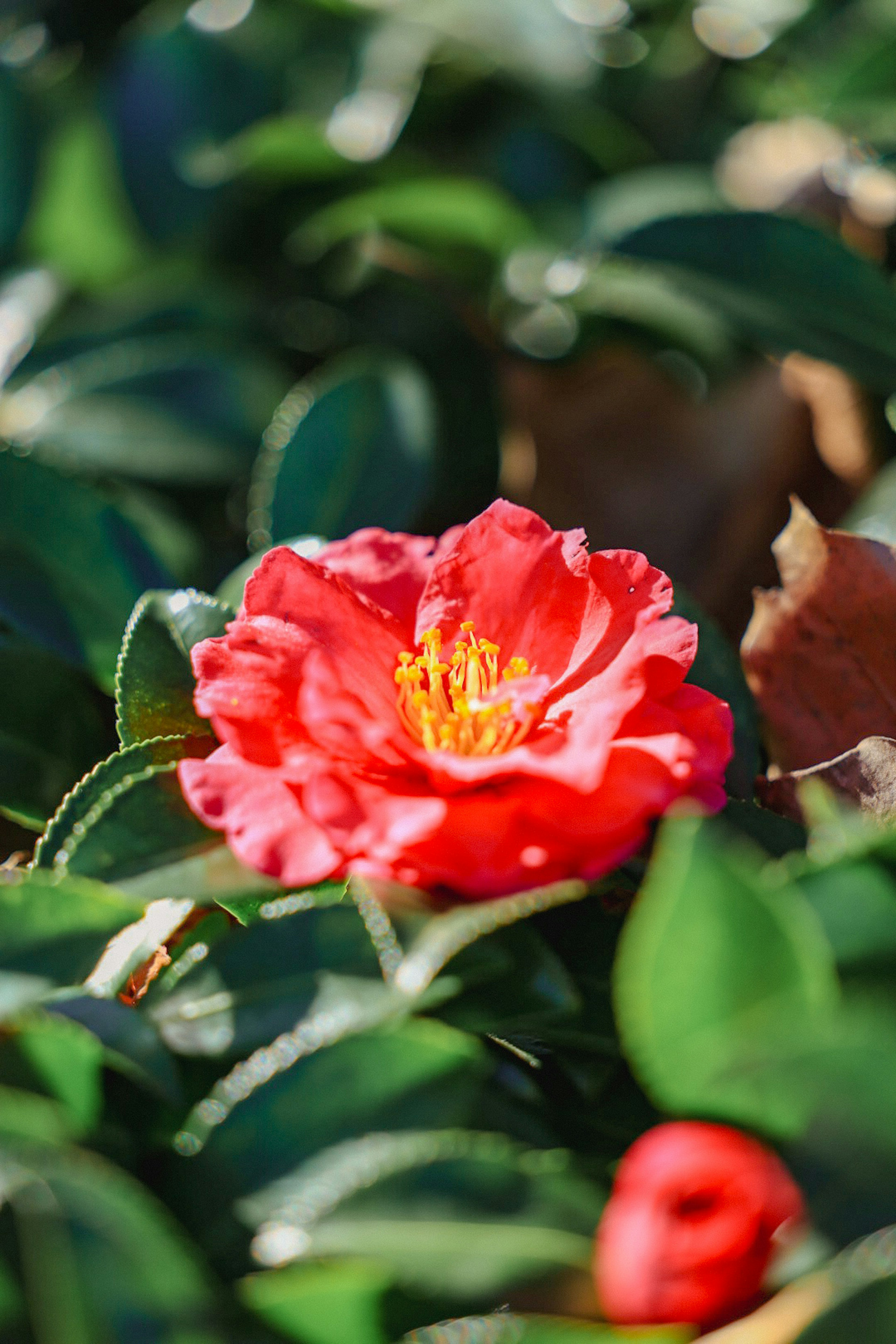 Bunga camelia merah cerah dengan latar belakang daun hijau