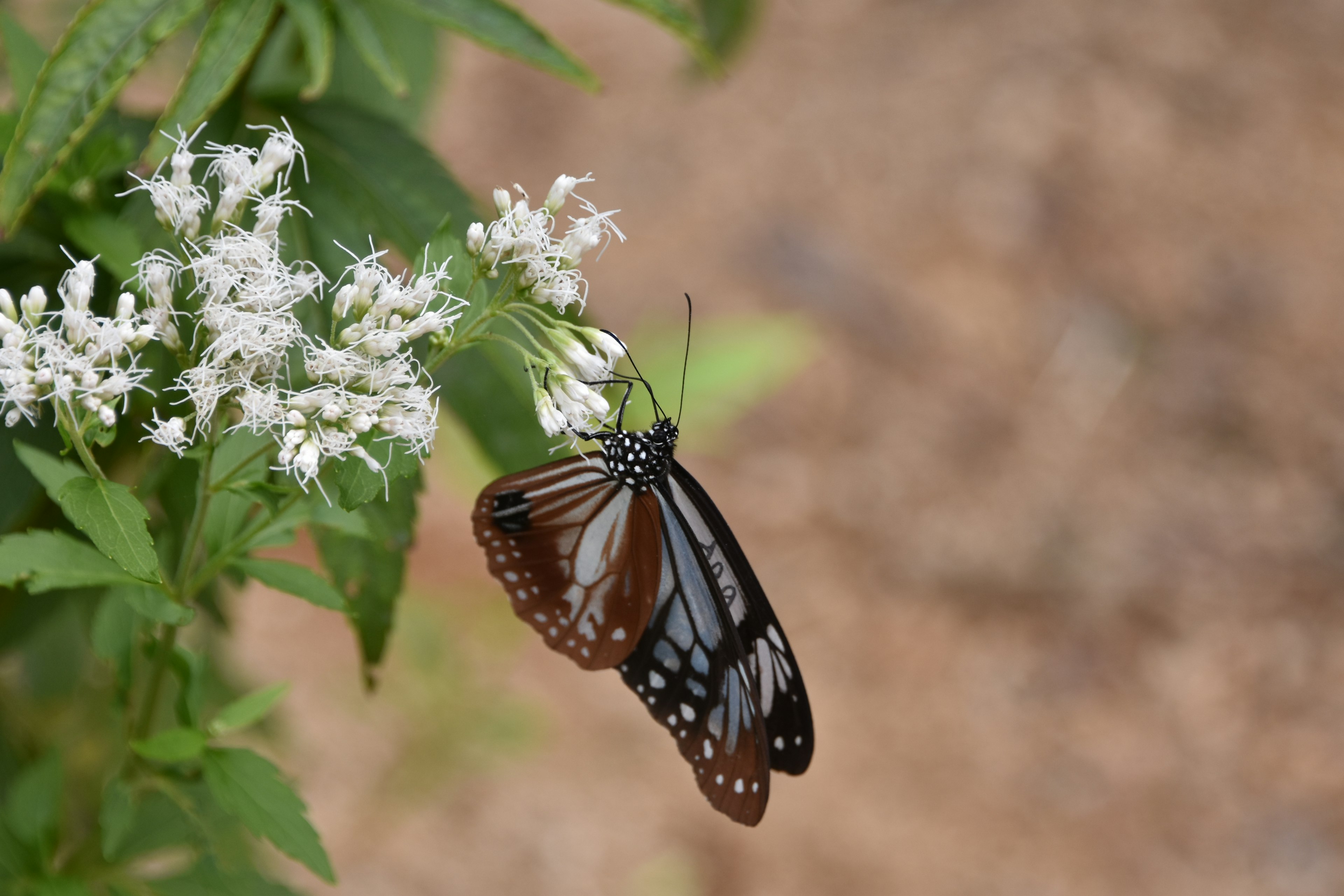 Butterfly resting on white flowers