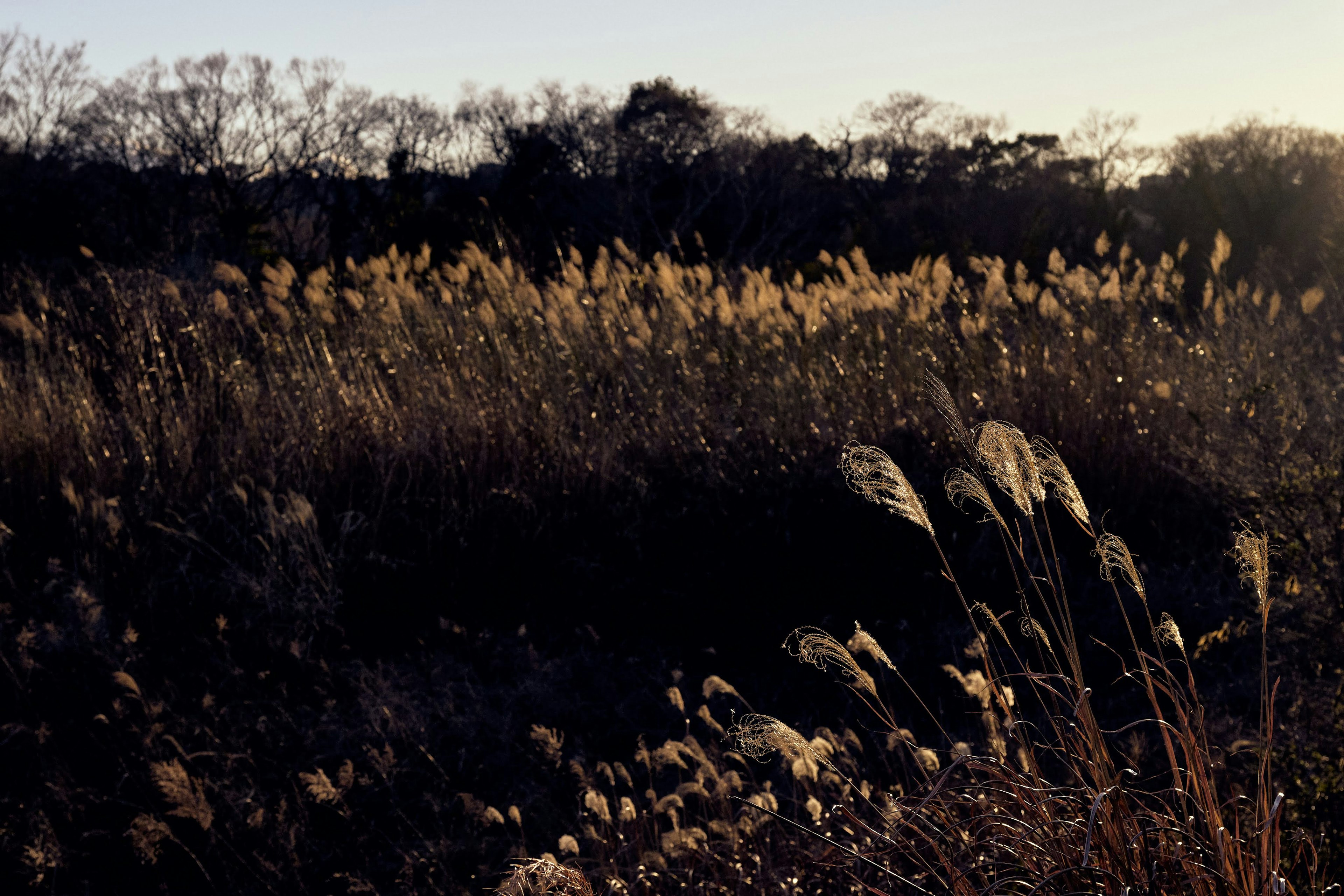 Landscape of grass with plumes against a sunset