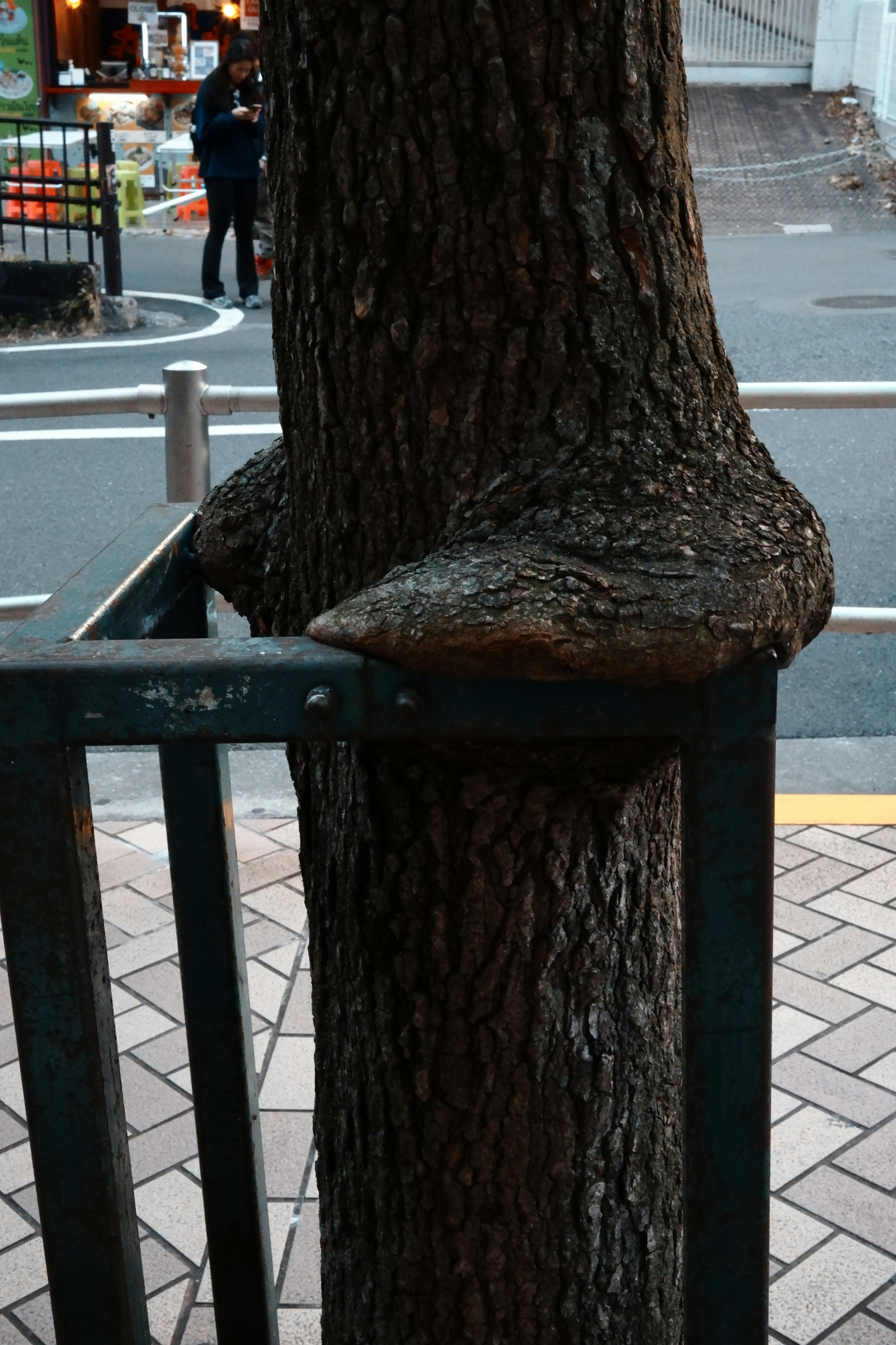 Un épais arbre poussant à travers une clôture au bord de la route