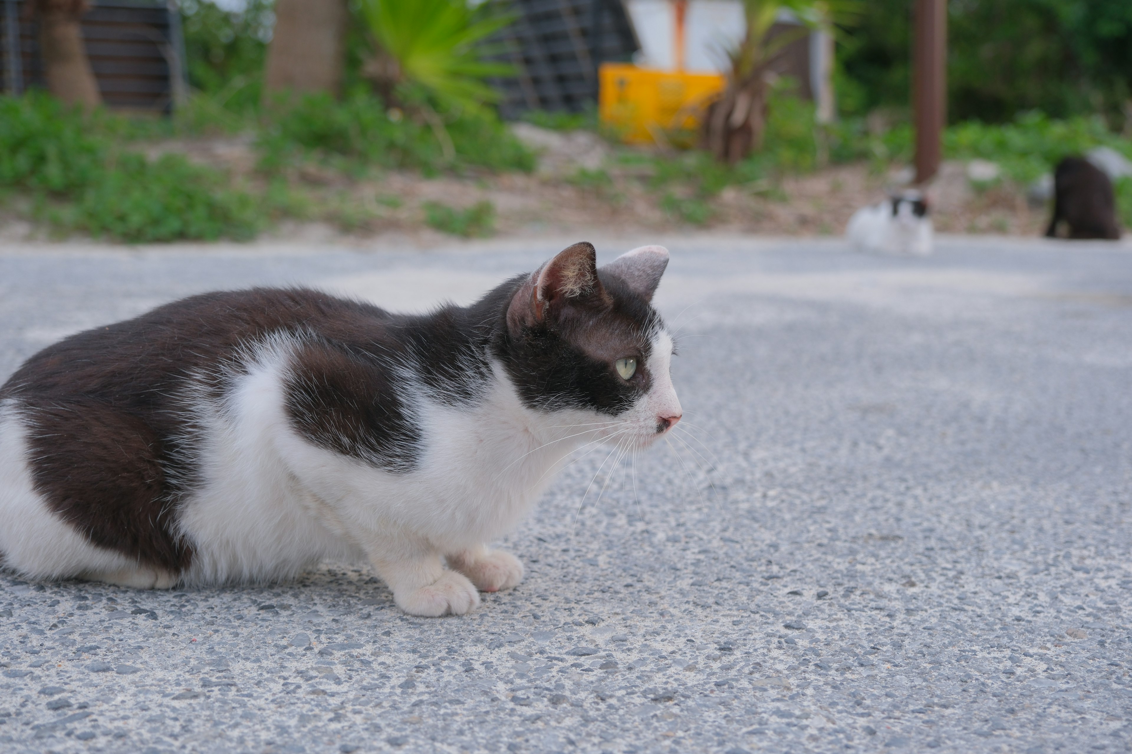 黒と白の猫が静かに地面に座っている