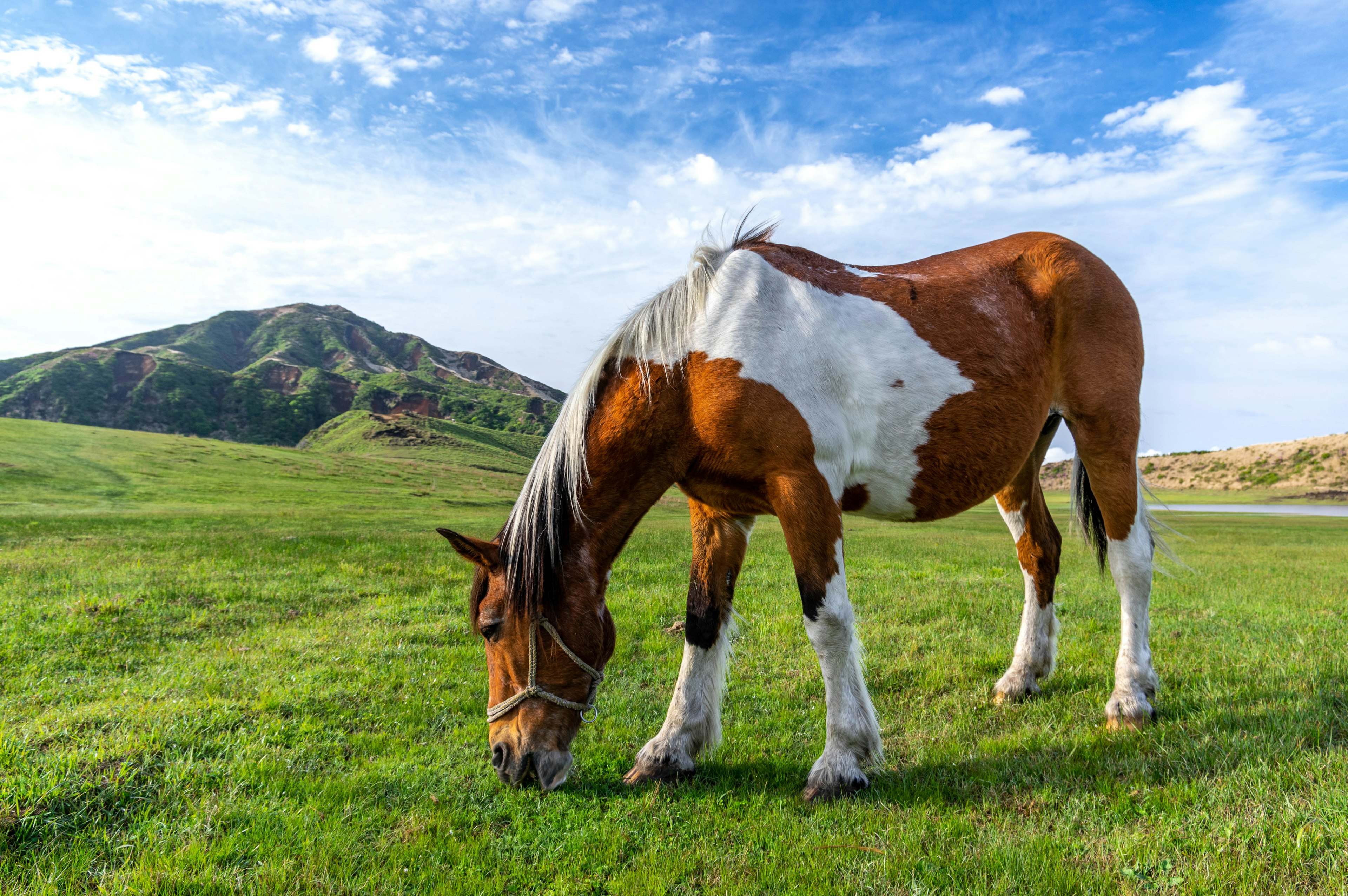 Caballo marrón y blanco pastando en hierba verde bajo un cielo azul